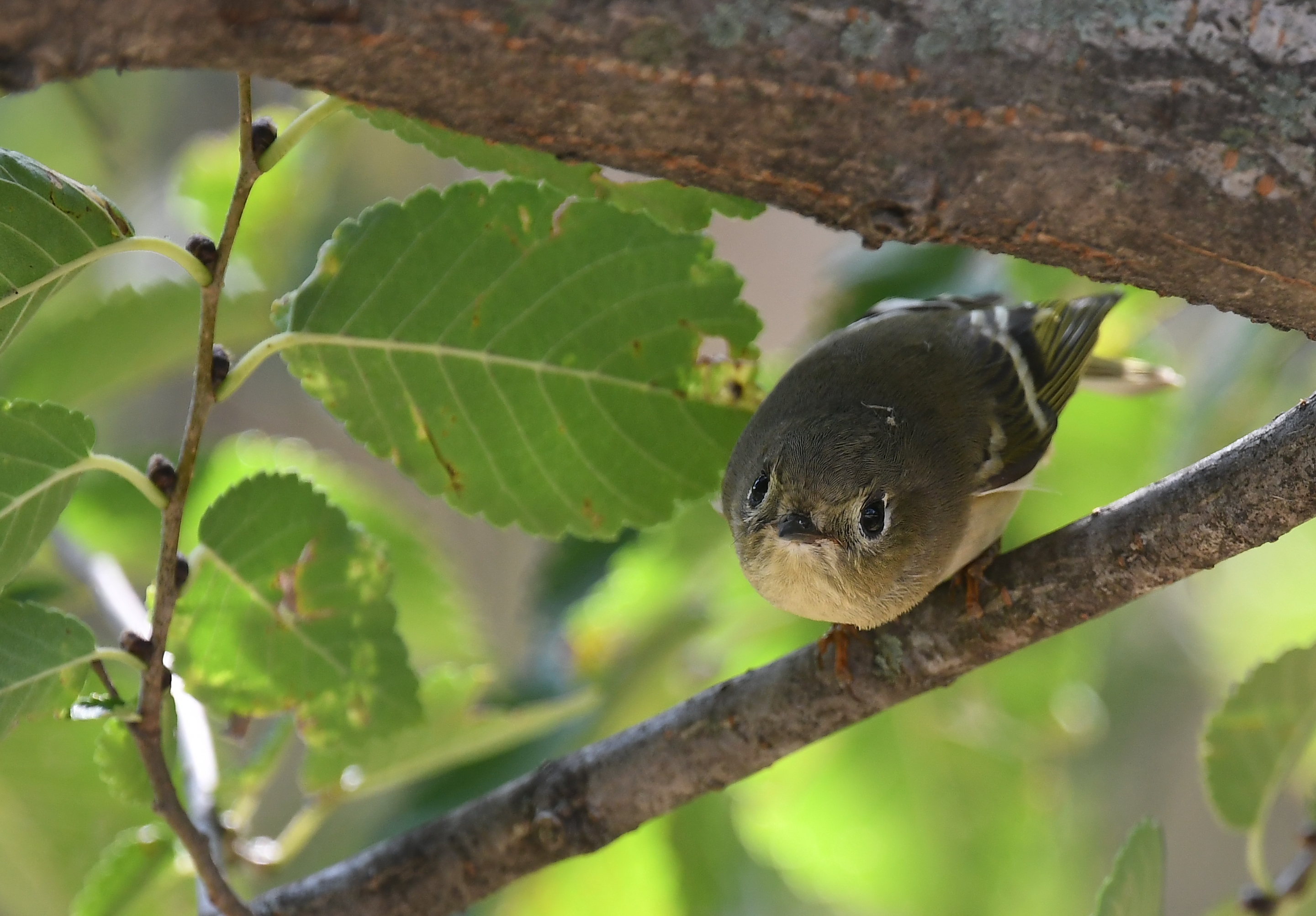 A tiny, olive-drab Ruby Crowned Kinglet peers out from green foliage.