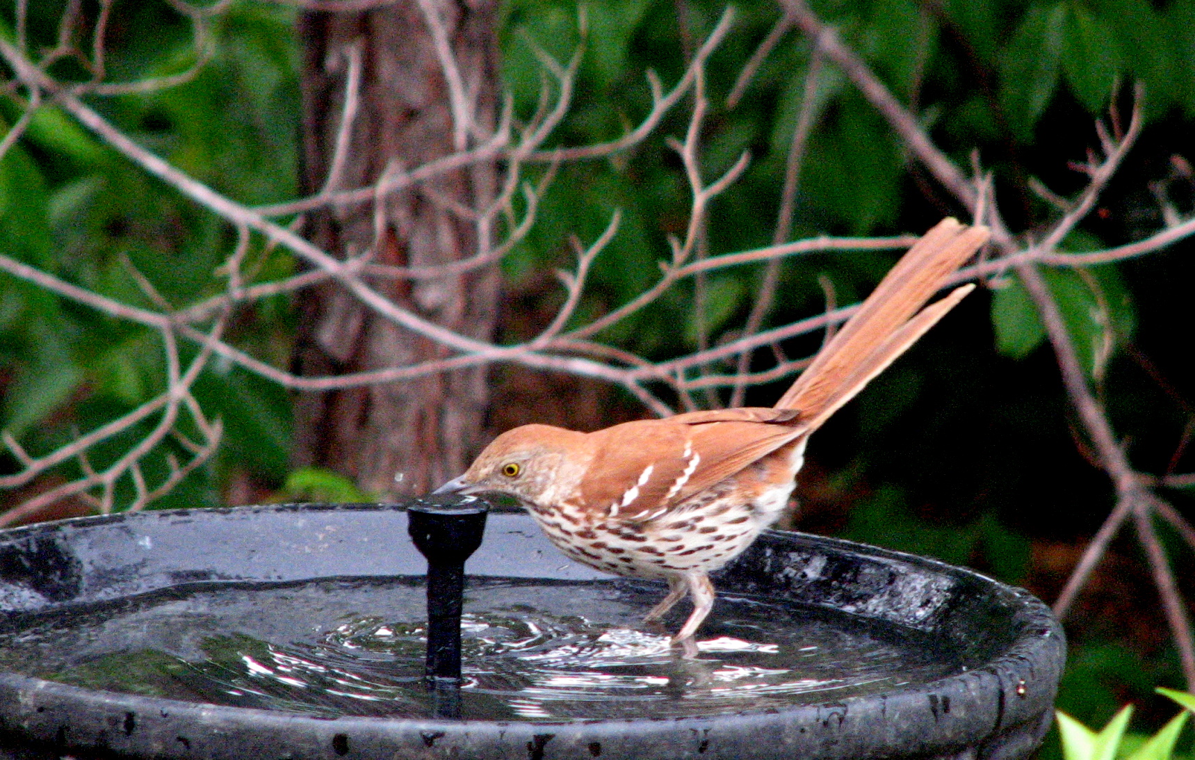Brown Thrasher. Brown songbird with a white breast striped with thin brown lines, gets a drink in a birdbath.
