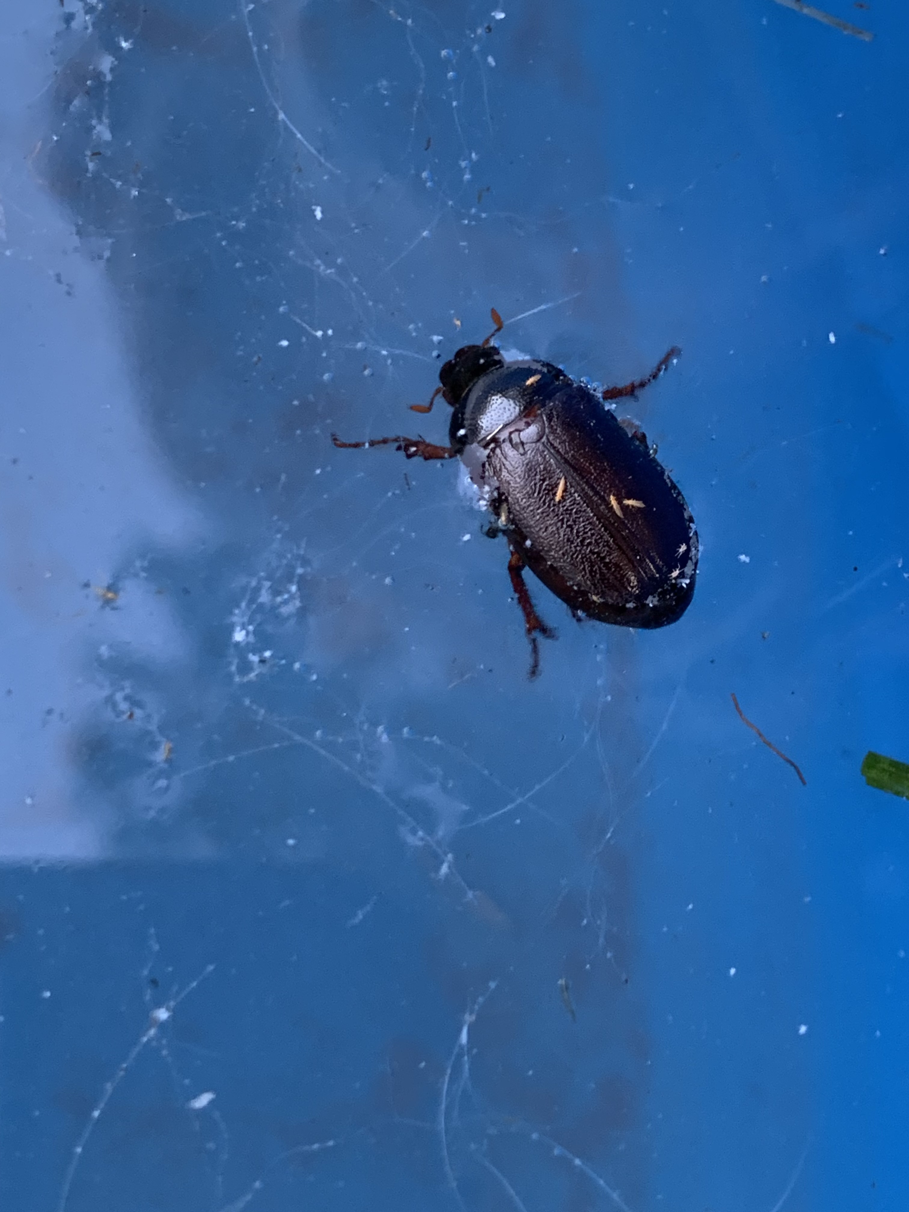 A hapless June bug swims in a blue wading pool, just before the dog eats it.