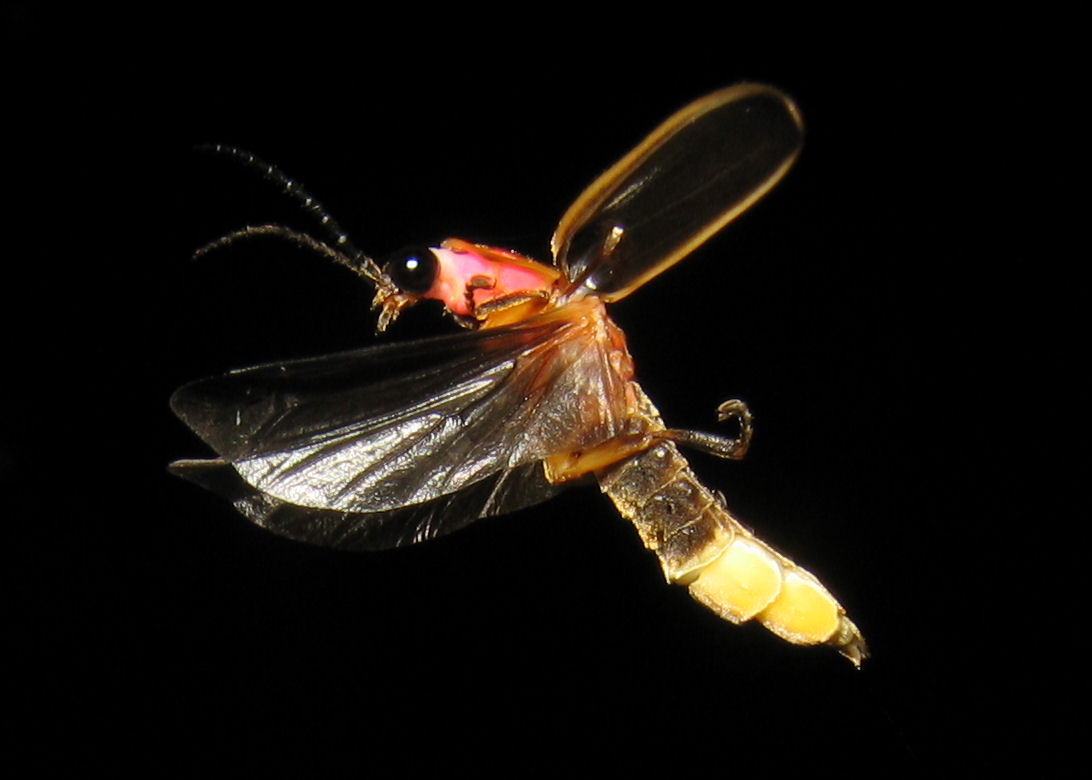 Stop motion photo of a flying lightning bug. Elytra (modified forewings) carried high and forward to clear space for the hindwings to work. Insect is aligned 45 degrees from vertical. Black compound eyes forward and light organ at tip of abdomen.