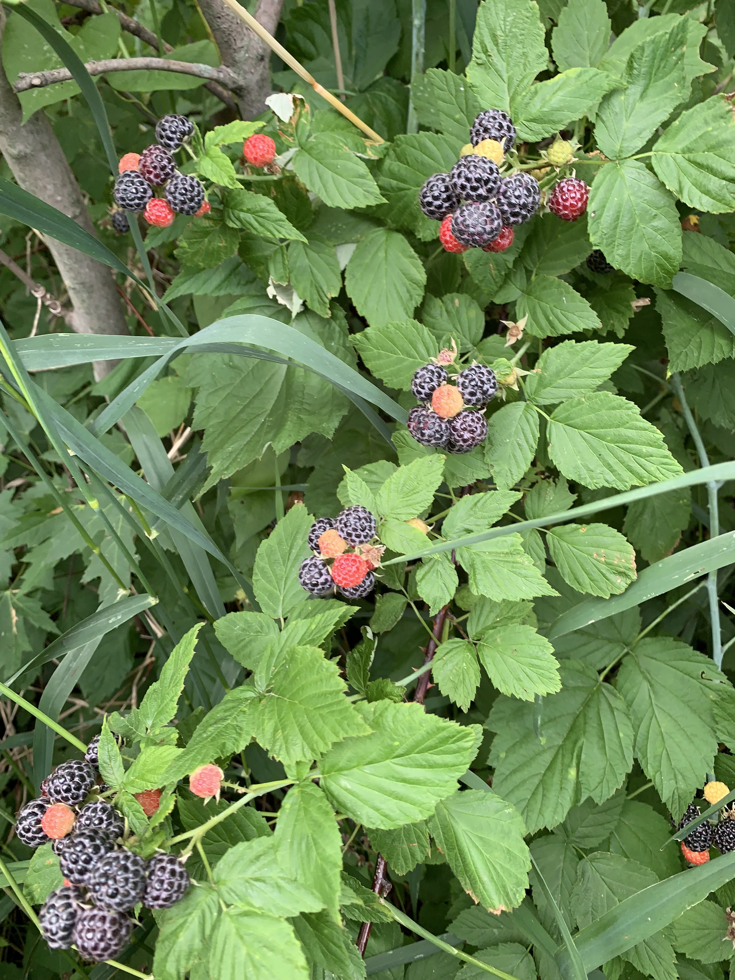 Clusters of 6-10 Black Raspberries spaced along the cane, amid dense, green foliage on the face of the fencerow thicket