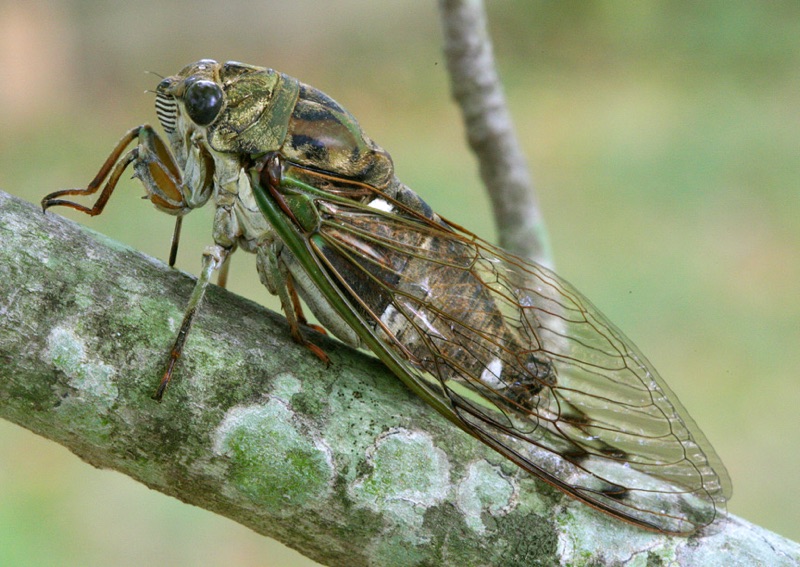 A stout green insect with veined, crystalline wings and wide-set, compound eyes, rests on a twig. Scissors Grinder Cicada