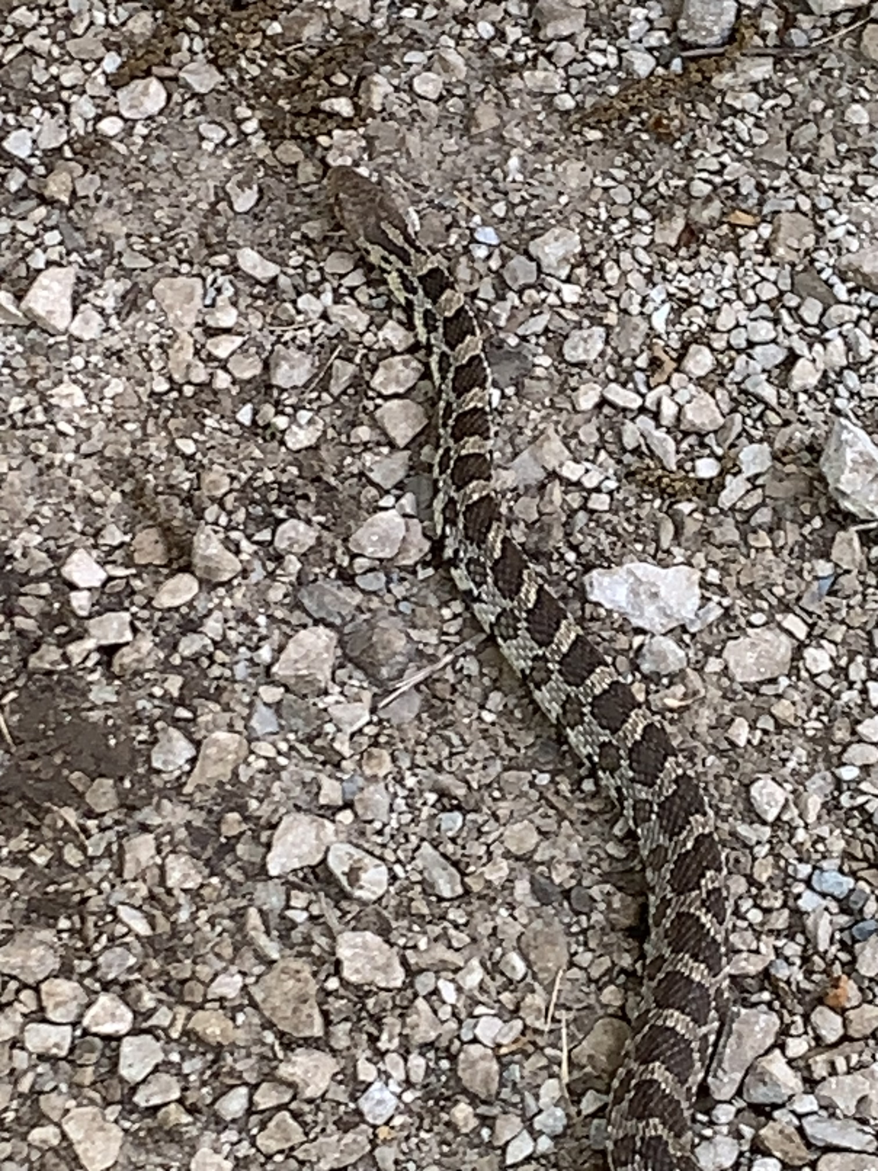 A tan snake with repeating brown-black blotches moves across a gravel surface, heading for cover.