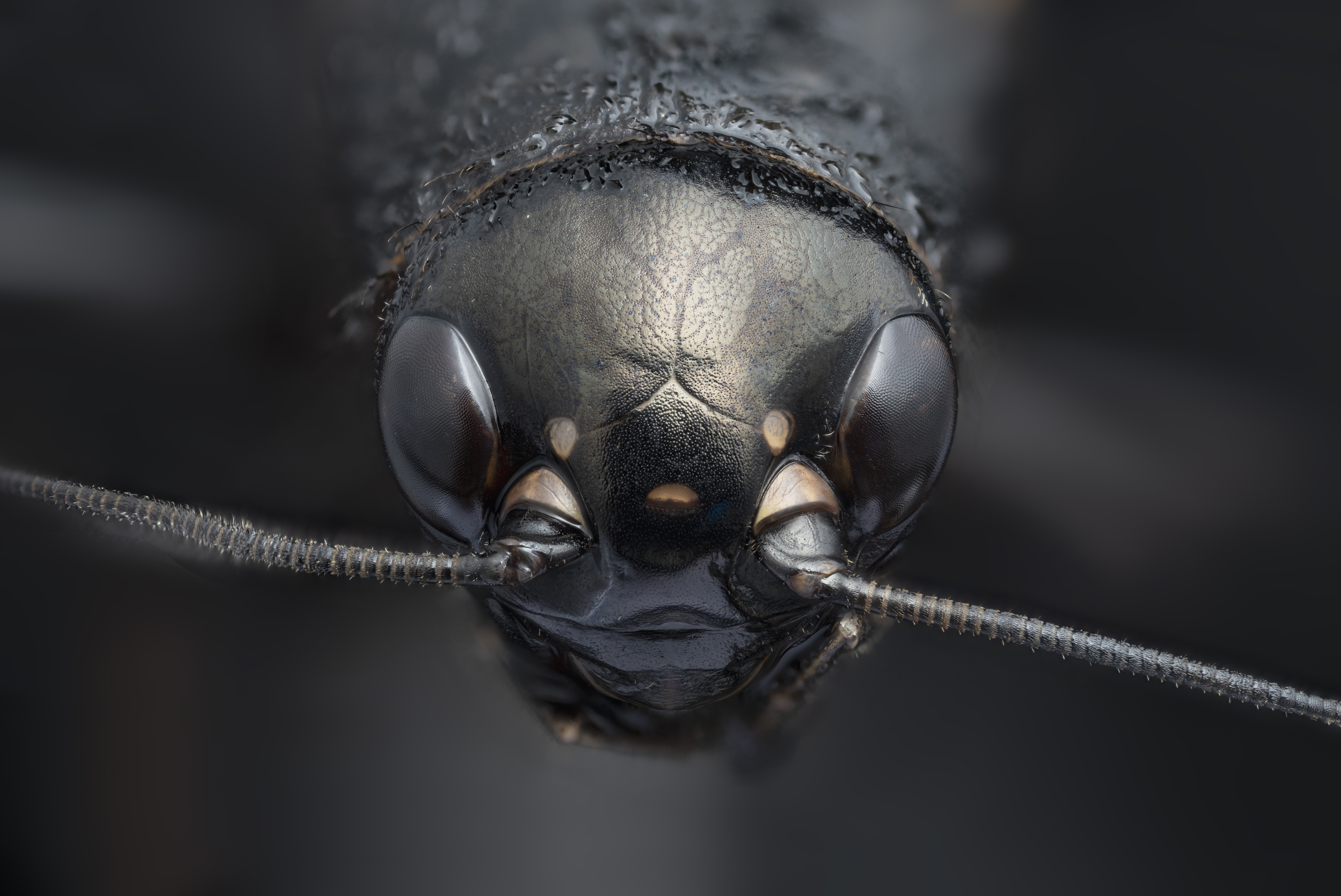 Close up of head and face of a cricket. Shiny black, large compound eyes, segmented antennae attached between eyes, leather-like texture of head plate.