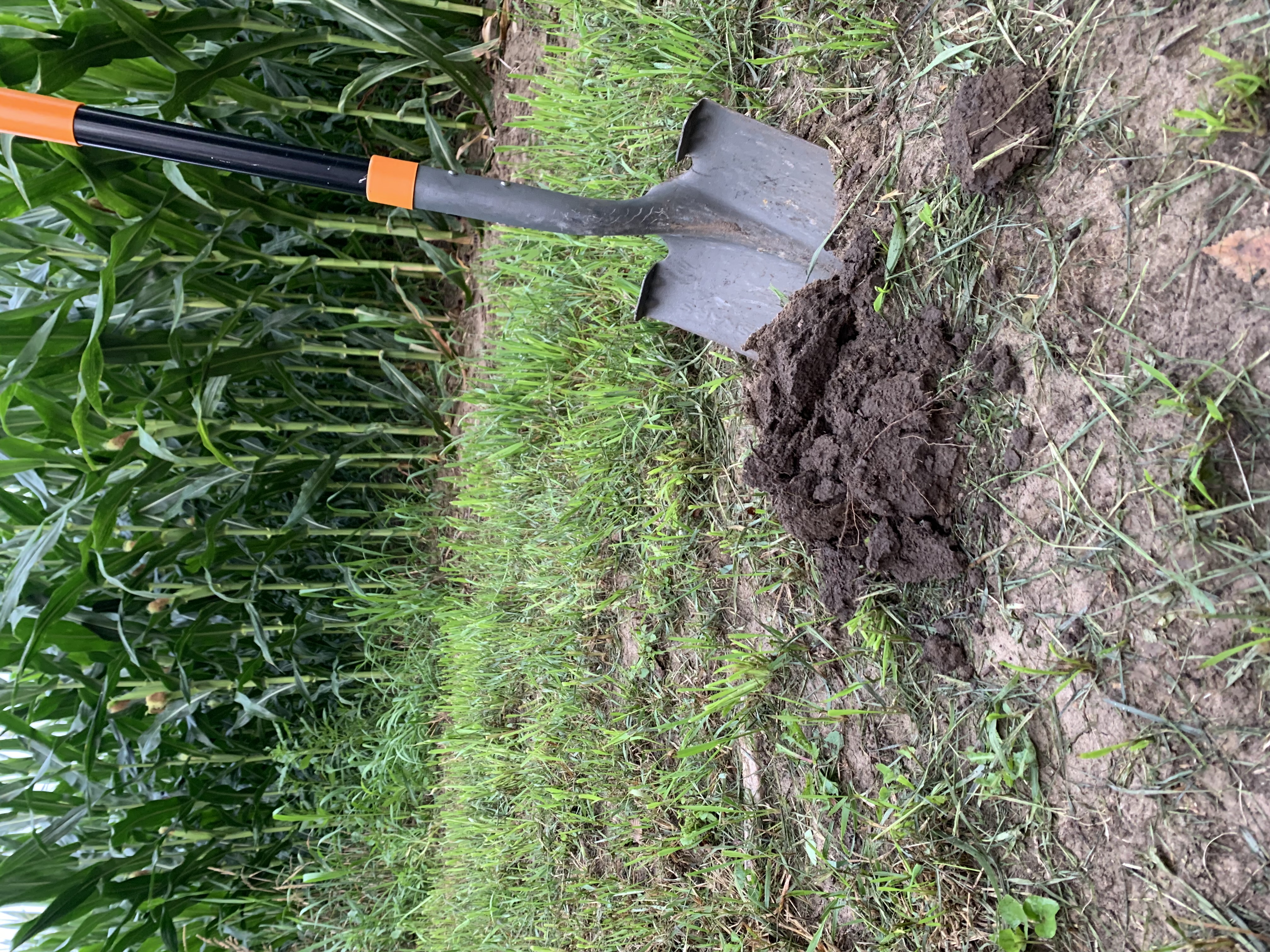 A spade has turned a scoop of dirt next to a cornfield