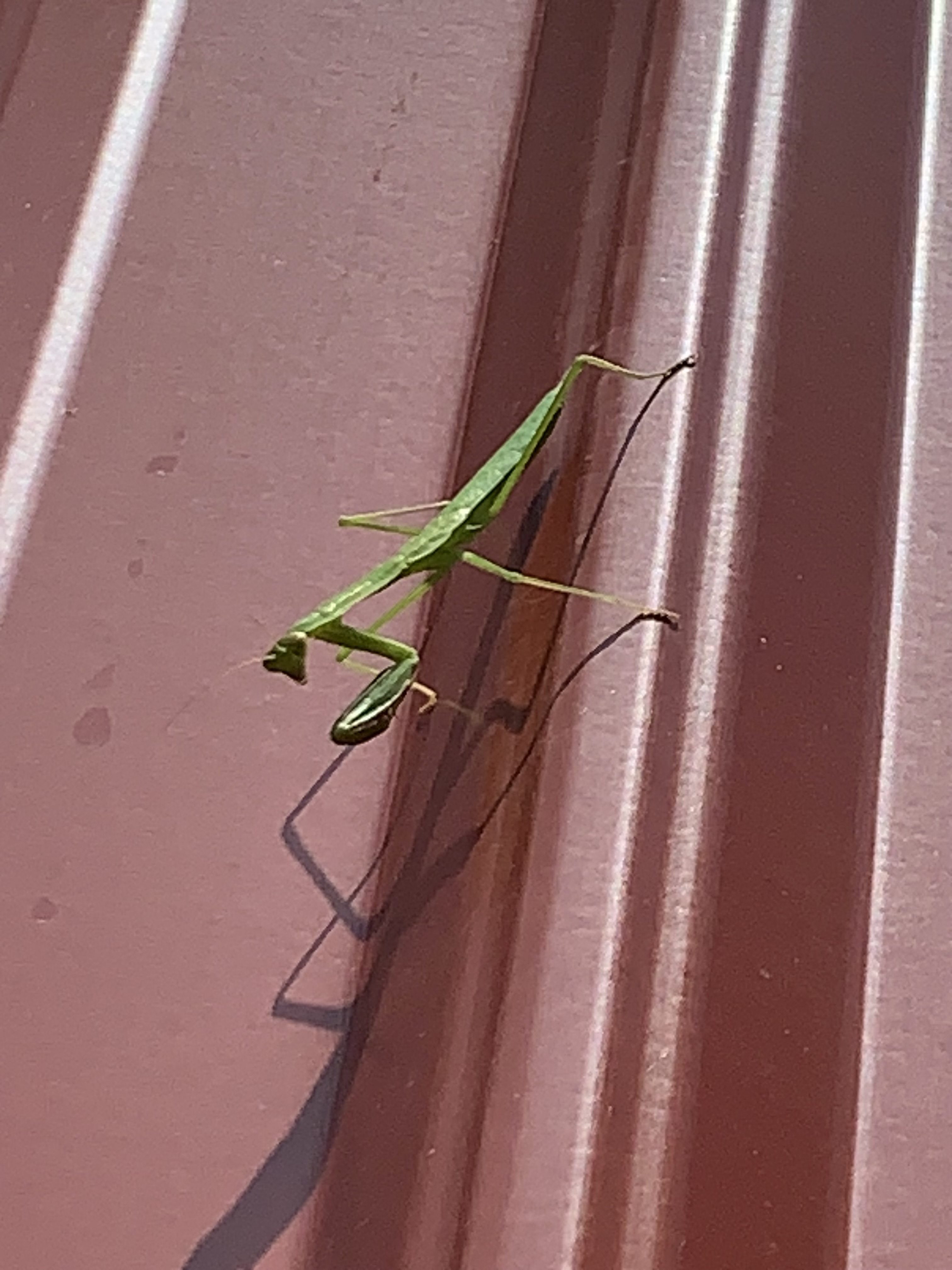 Slender green insect with triangular head and heavy forelegs stands head down on the side of a red farm building. Praying mantis sub adult nymph, wings are not yet present.