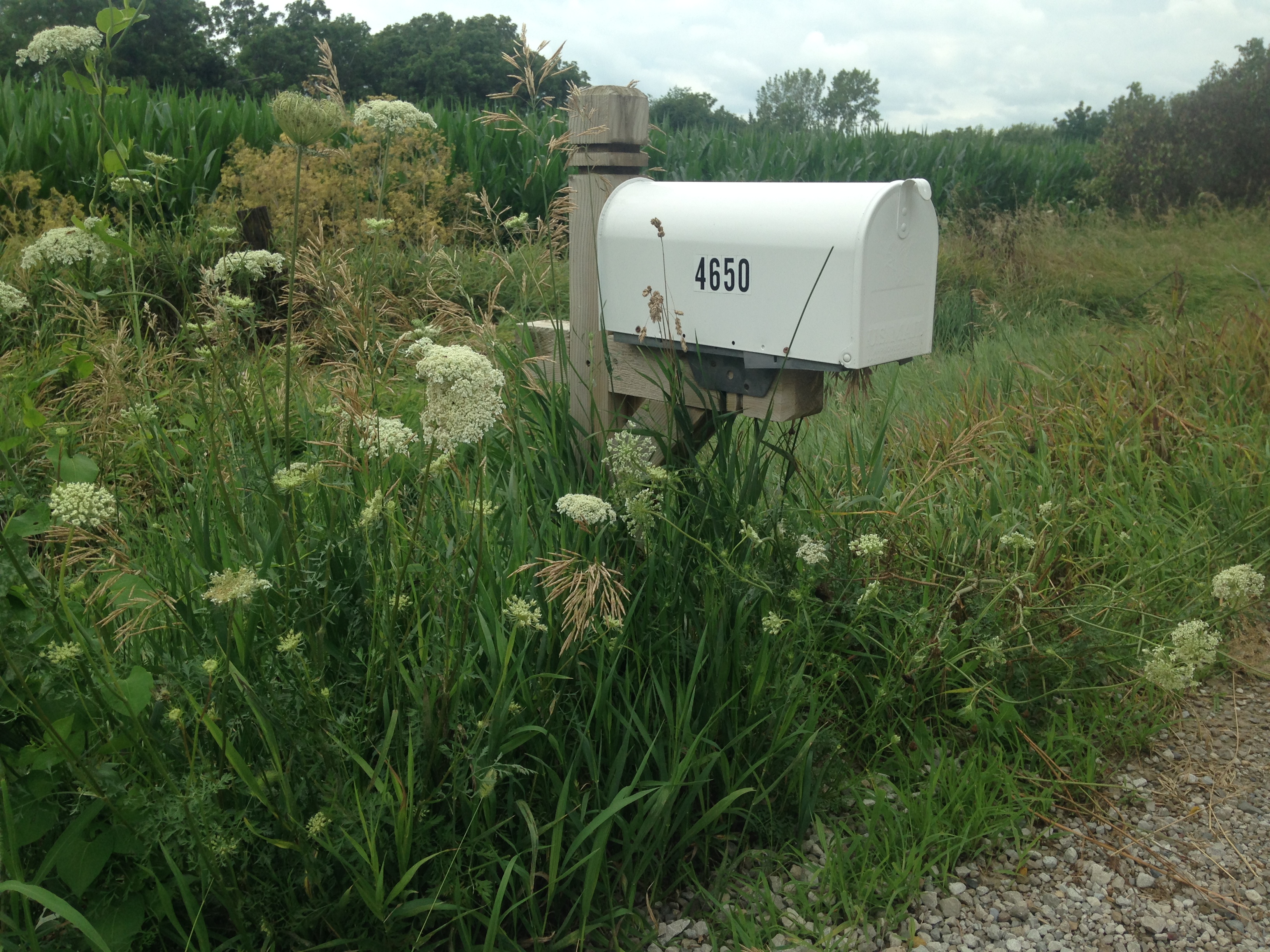 A rural mailbox surrounded by flower stalks topped with lacy umbels of tiny, white flowers. Queen Anne's Lace.