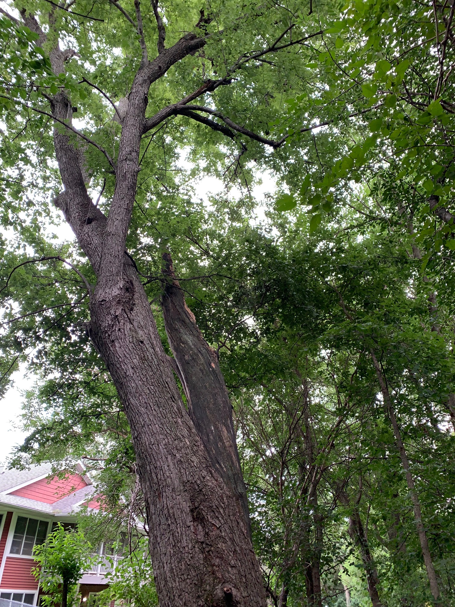 A large tree trunk goes away vertically and spreads into a green canopy high overhead.  A portion of the author’s barn red house is visible nearby.  Boxelder has stood on this old farmstead for more than 50 years.