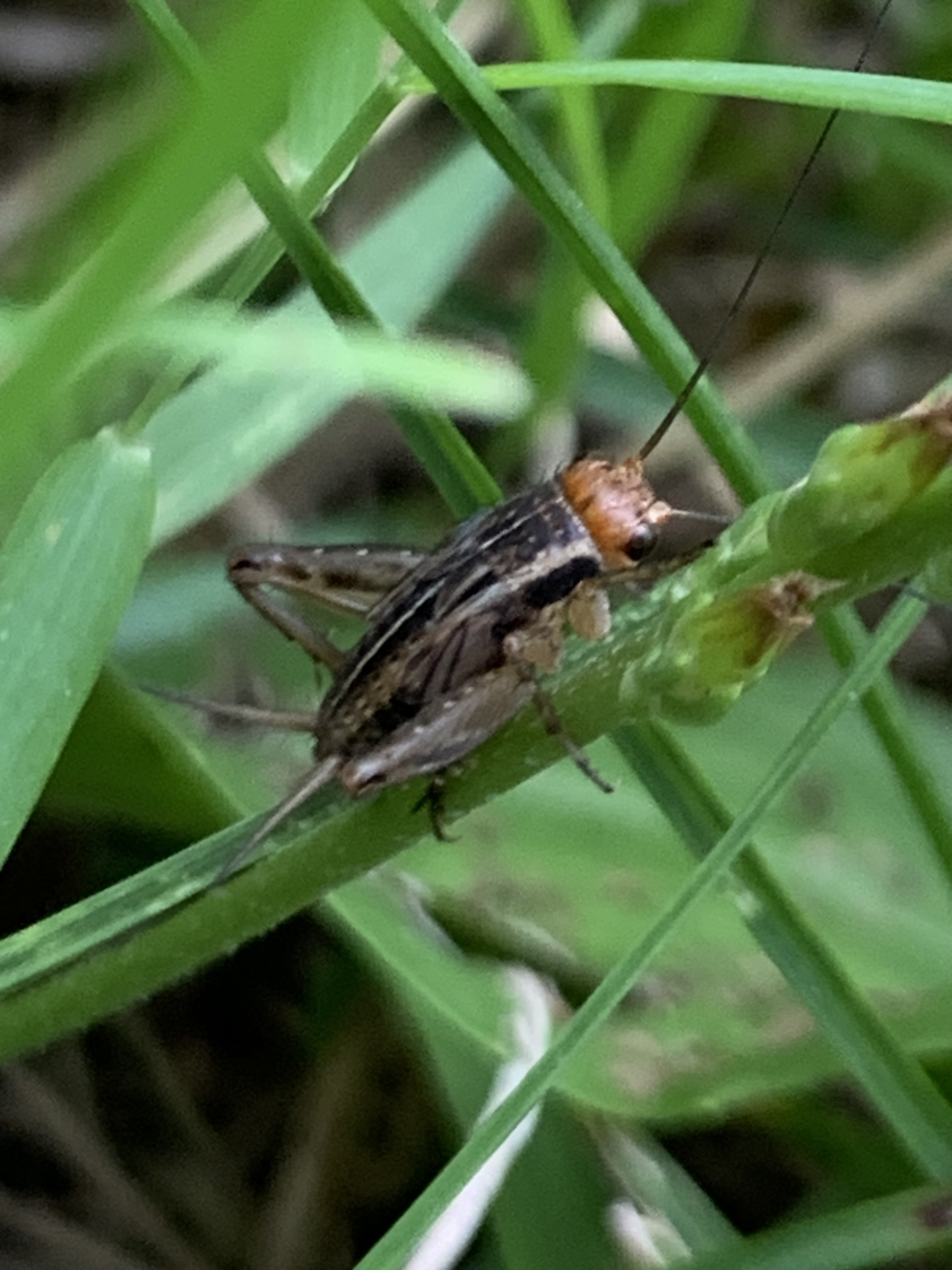 A small, brown cricket with bold stripes, long antennae and two “horns” (cerci) at the rear of its abdomen, sits on a blade of grass. A Brown Trig in the author’s yard. Not certain ithis one is a Say’s Trig (Karen is not an entomologist), but there’s a bunch of them. 2 or 3 jump away at every footfall.