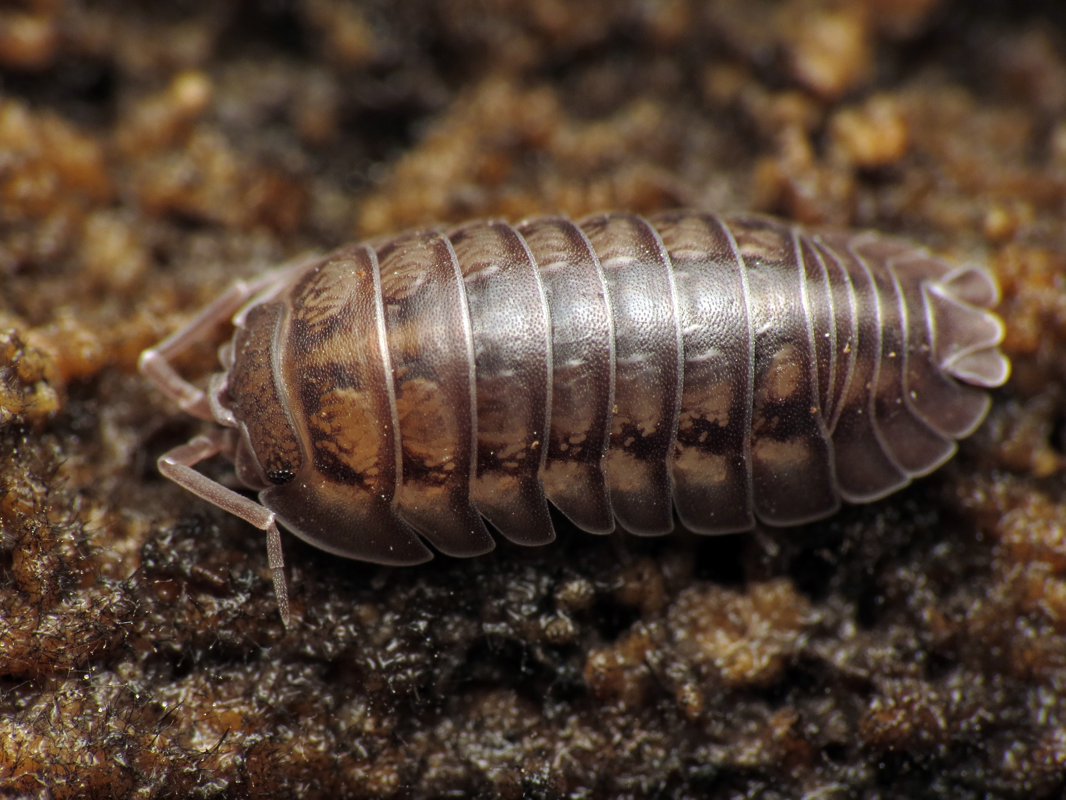 Close up photo of a brown, segmented critter with elliptical, flattened dome-shaped armor. Wood louse, pill bug or roly poly, pick up a piece of wood that’s been in the dirt for a while and there she’ll be, with a bunch of her closest friends and relations.