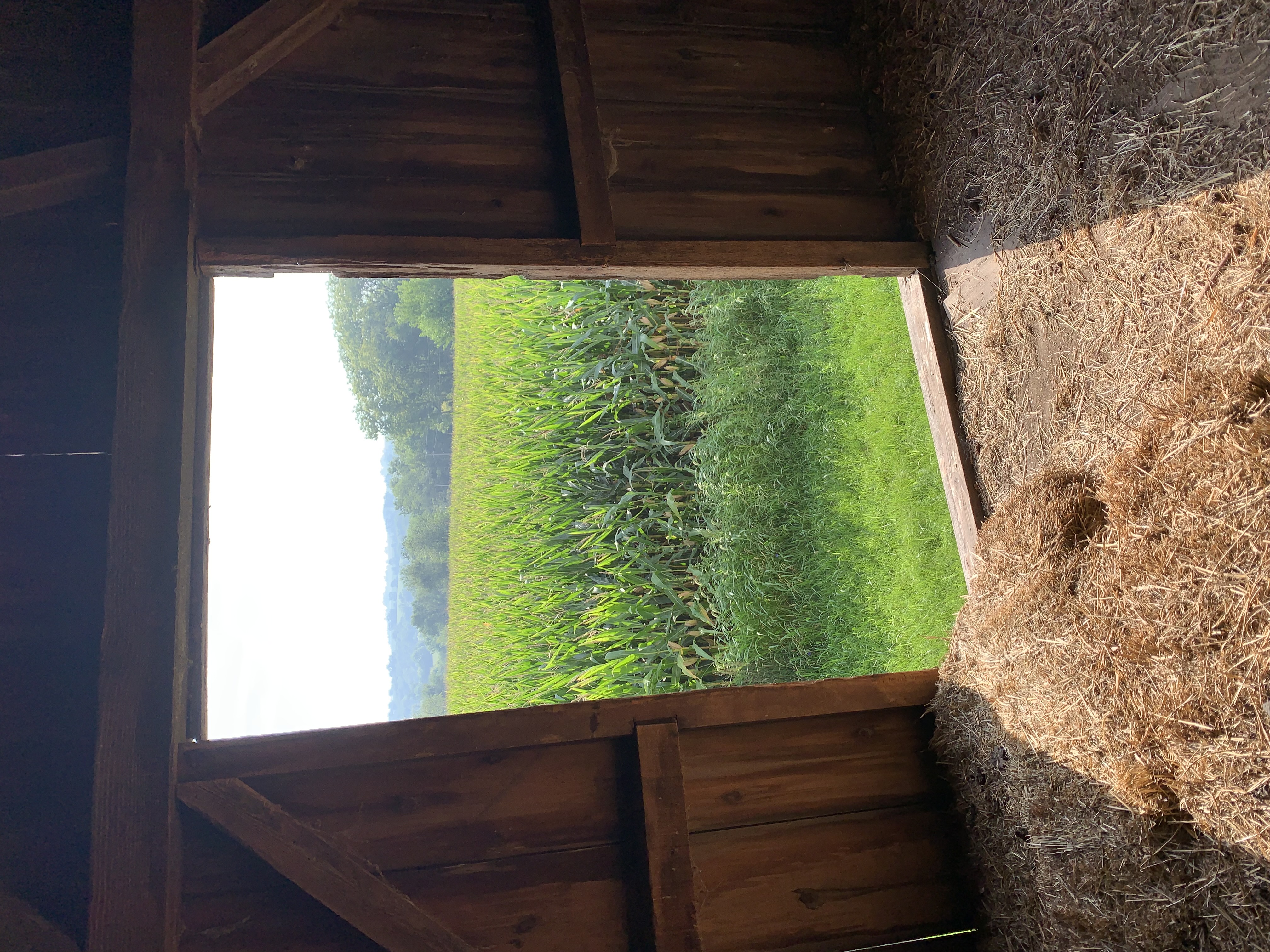 Green field of corn and distant valley against a bright morning sky, viewed from the open doorway of the hay mow of the author’s 1915 timber frame barn. A couple of bales of hay lie in the foreground.