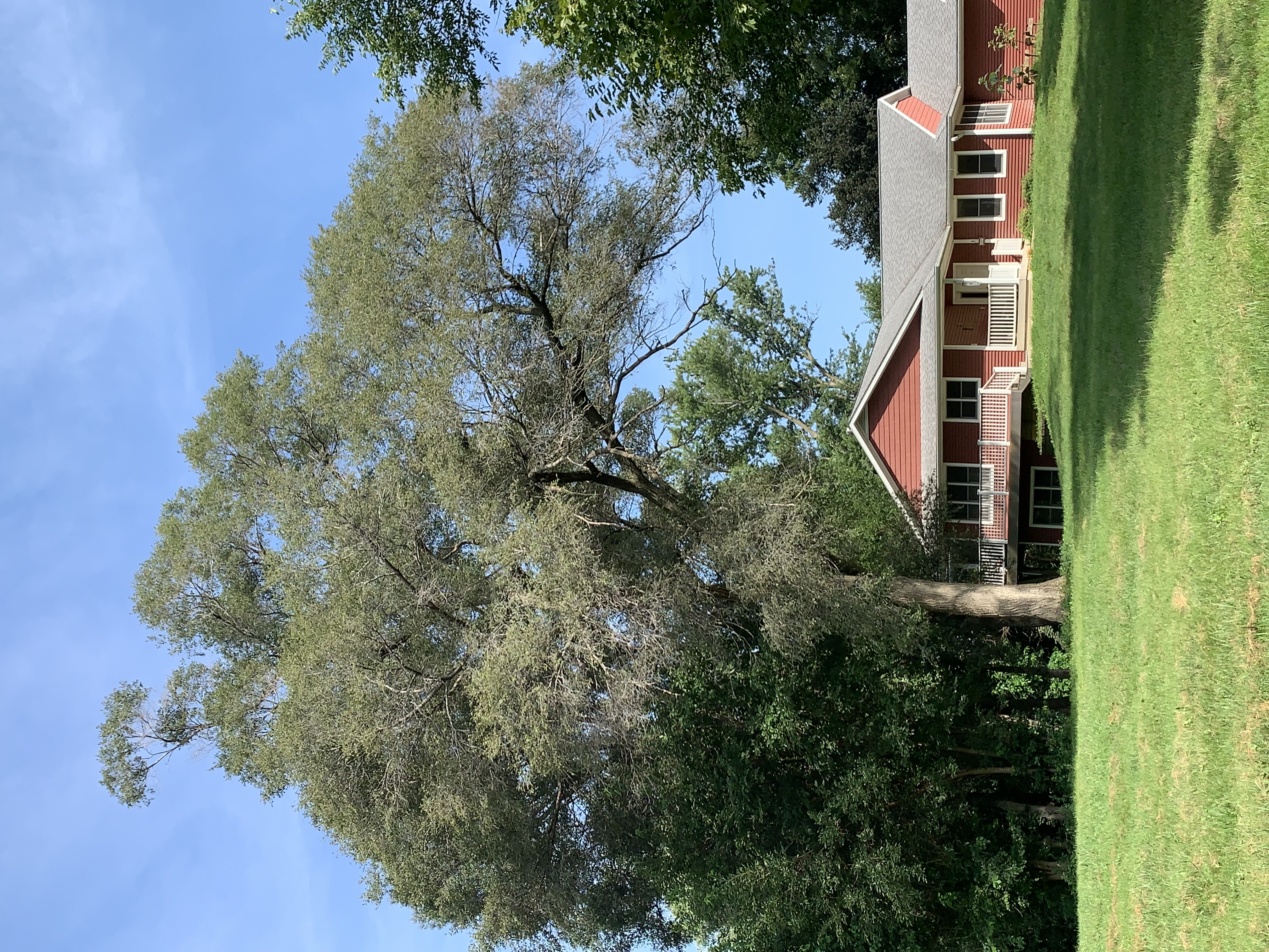 Large shade tree stands in a green yard, towering over the author’s red house. Siberian Elm.