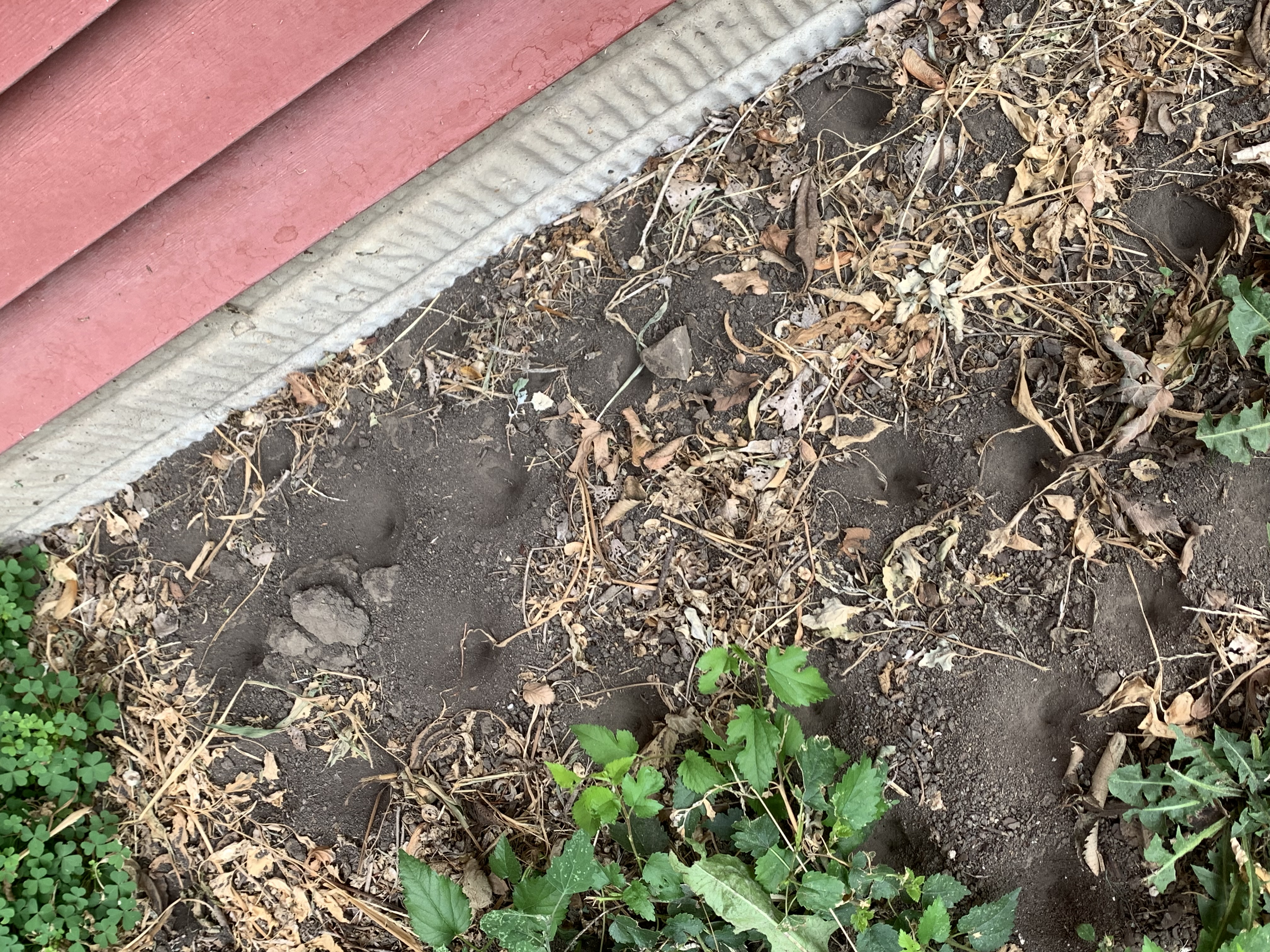 A field of tiny, cone-shaped holes in the sand next to the house. Antlion traps.