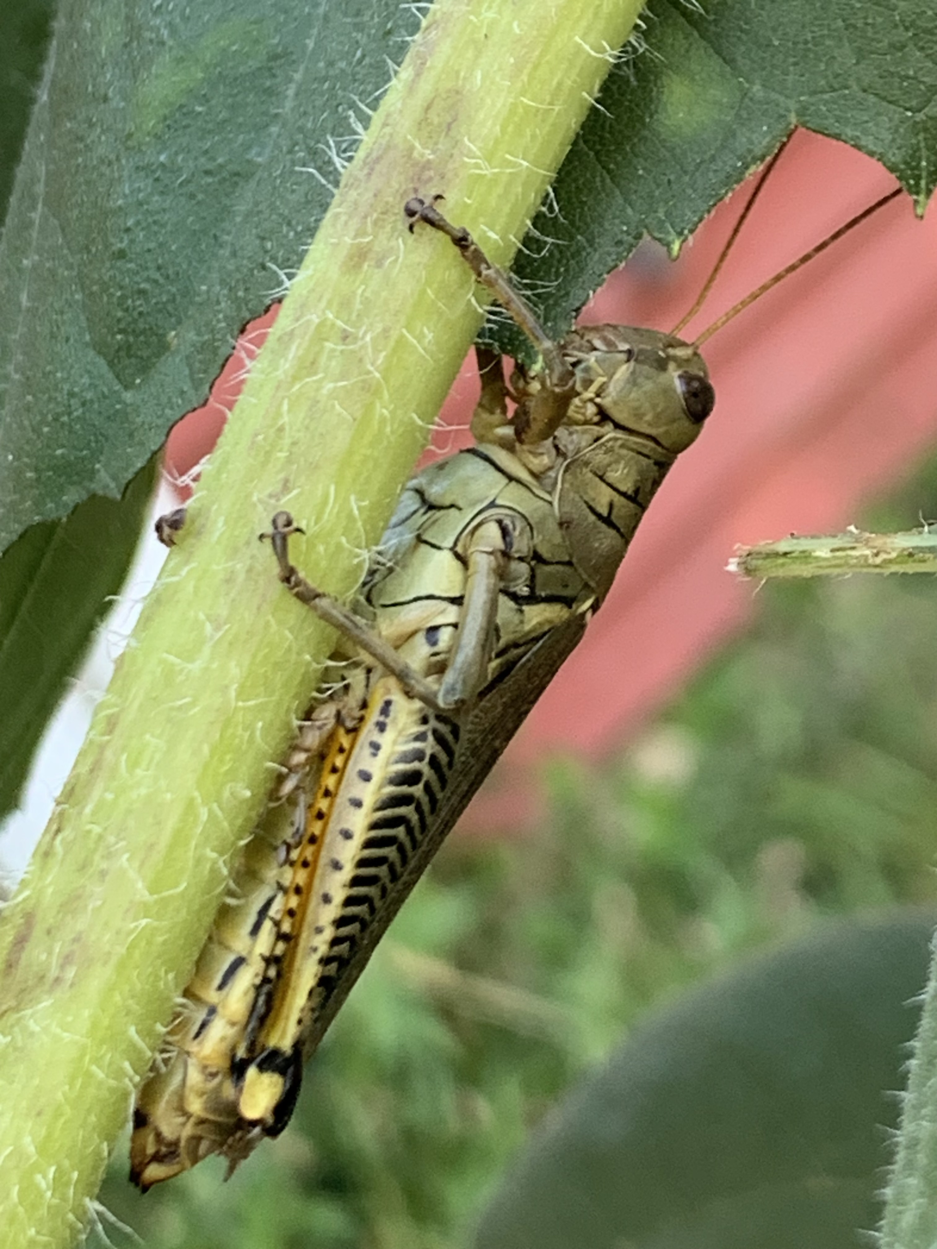 Green insect with dark chevron markings on the long hind legs it uses for jumping. Differential grasshopper clings to a sunflower stem in the early morning light. Too cold to move now, it will warm and become active with the sun’s arrival.