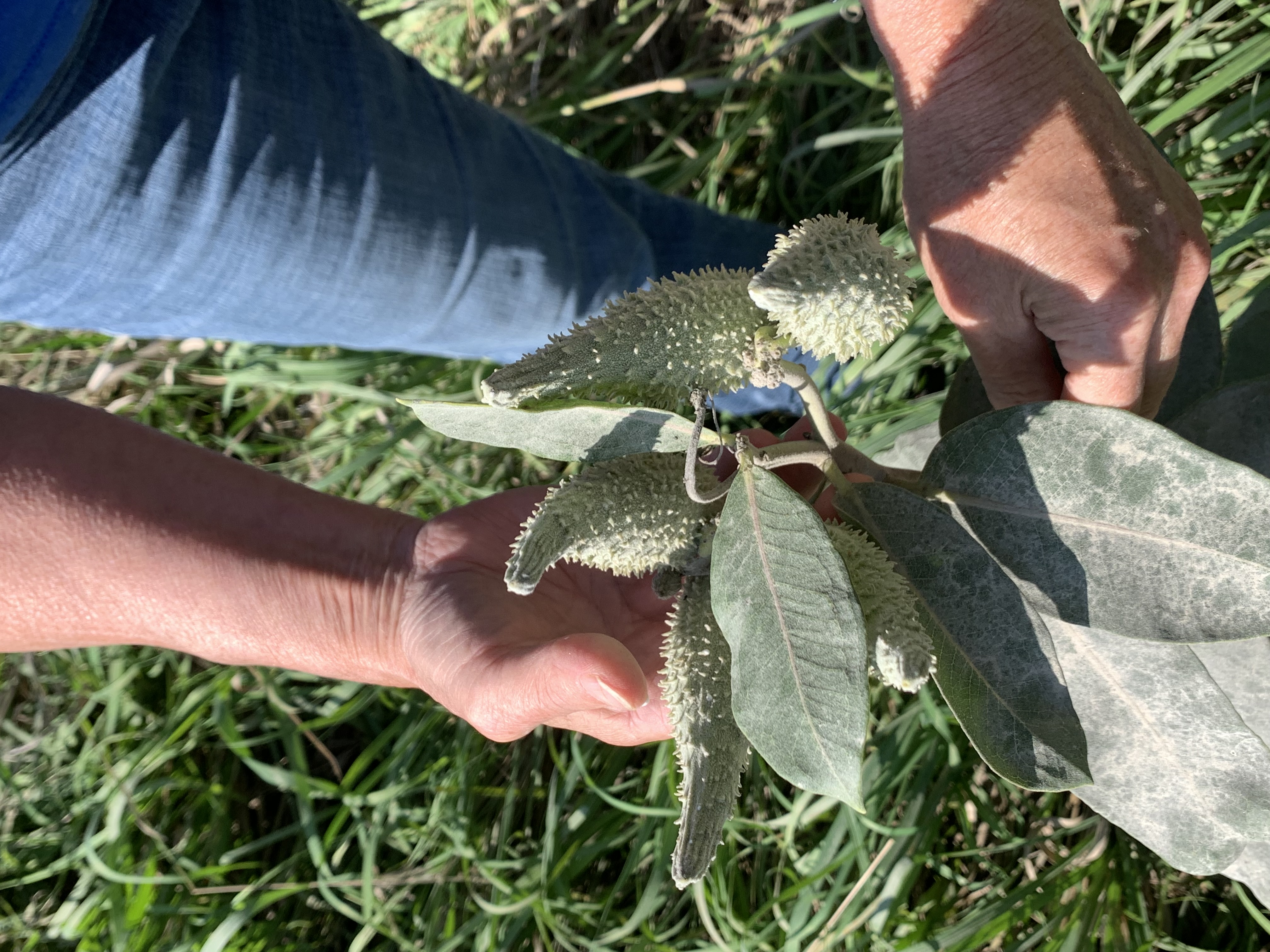 Karen's hands are shown as she inspects a dust-covered common milkweed plant in the road ditch next to Owl Acres. Five nubby seed pods are clustered at the top of the plant.