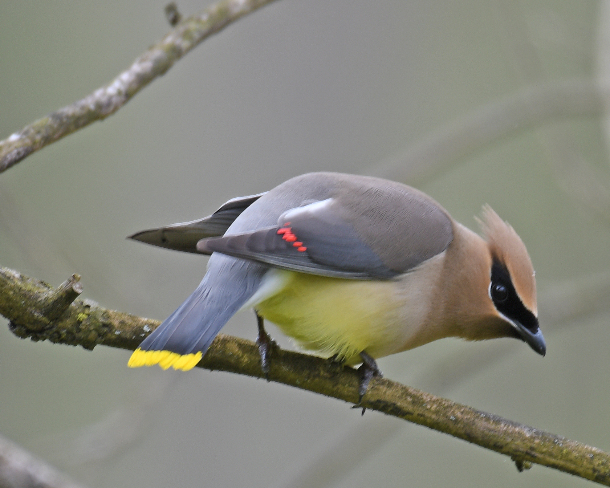 Rump-on view of a Cedar Waxwing displaying all the colorful markings of this beautiful songbird. Slate-grey back with tailfeathers tipped in bright yellow. Red tips of secondary flight feathers peek out from folded wings. Soft yellow green breast, salmon-brown head and feather crest, and a rakish, black bandit-mask with thin white outline.
