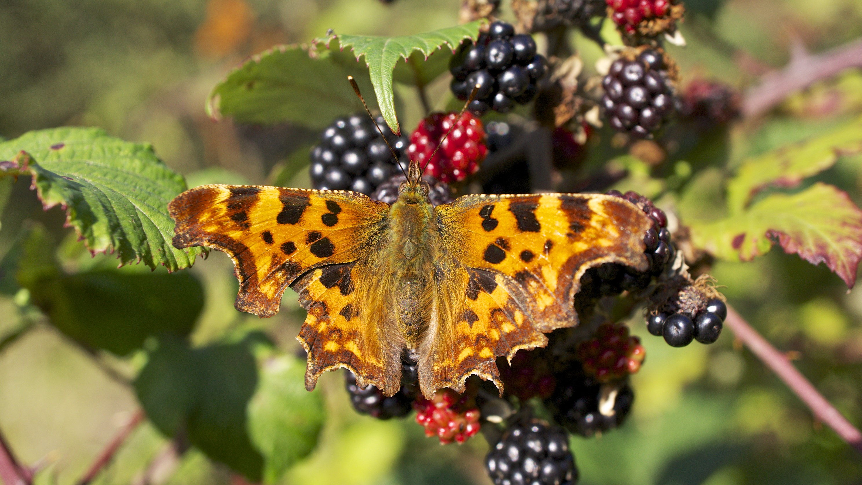 Comma butterfly sits on a bunch of summer berries. Orange wings with black marks and the angular/scalloped rear edges of both pairs of wings that give these animals the name “anglewings.”