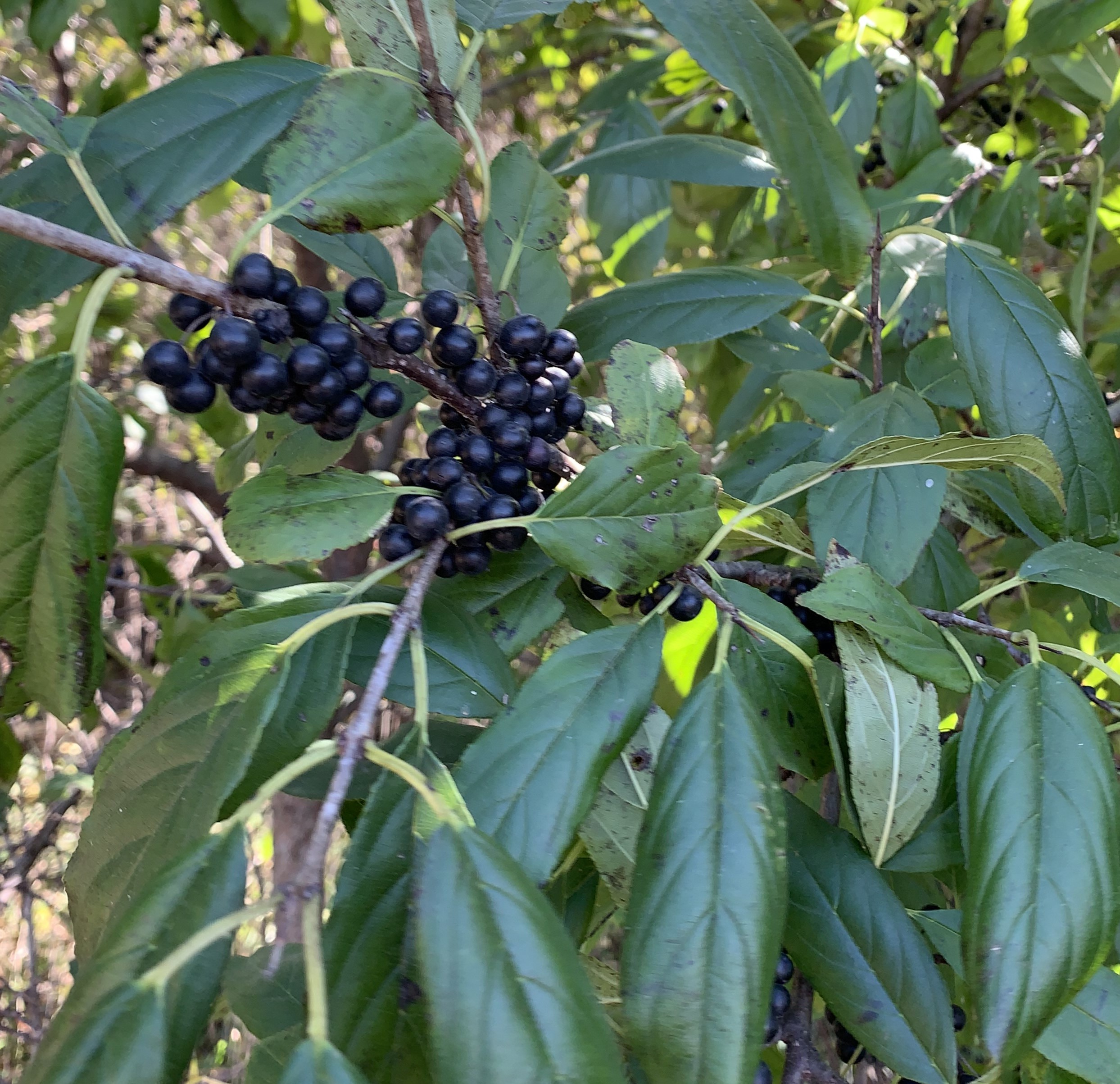 Dense cluster of black berries and long, shiny green leaves of Common Buckthorn thrive at the edge of the soybean field. The overwintering birds will eat, and the aphids will live to challenge next season’s beans.