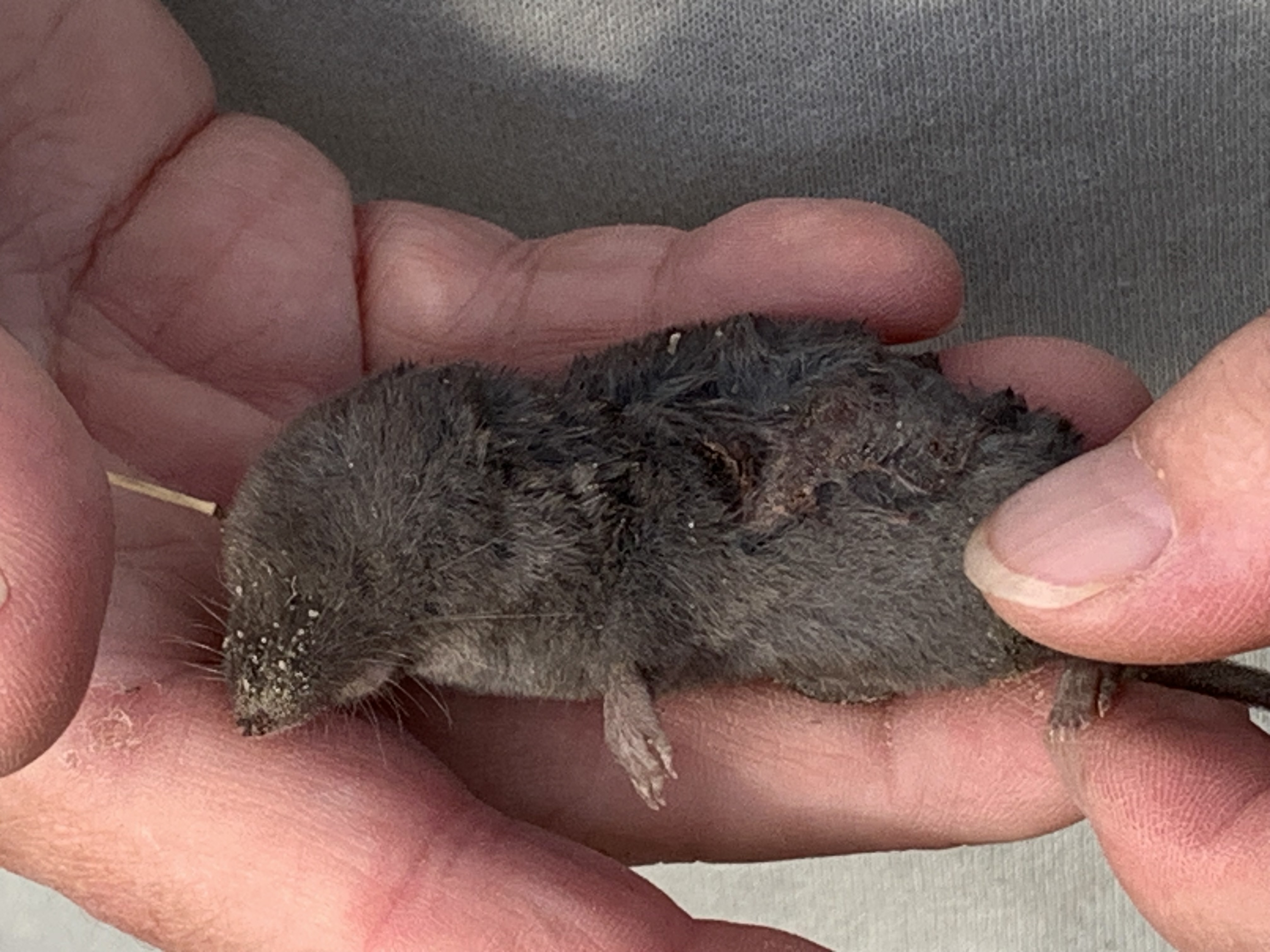 A grey, mouse-size critter with pointy snout, brush-like whiskers and a short tail, rests in Karen's hands. It's dead, possibly mauled or road killed. It's tiny eyes are not visible, buried in the soft fur covering its head. Northern short-tailed shrew.