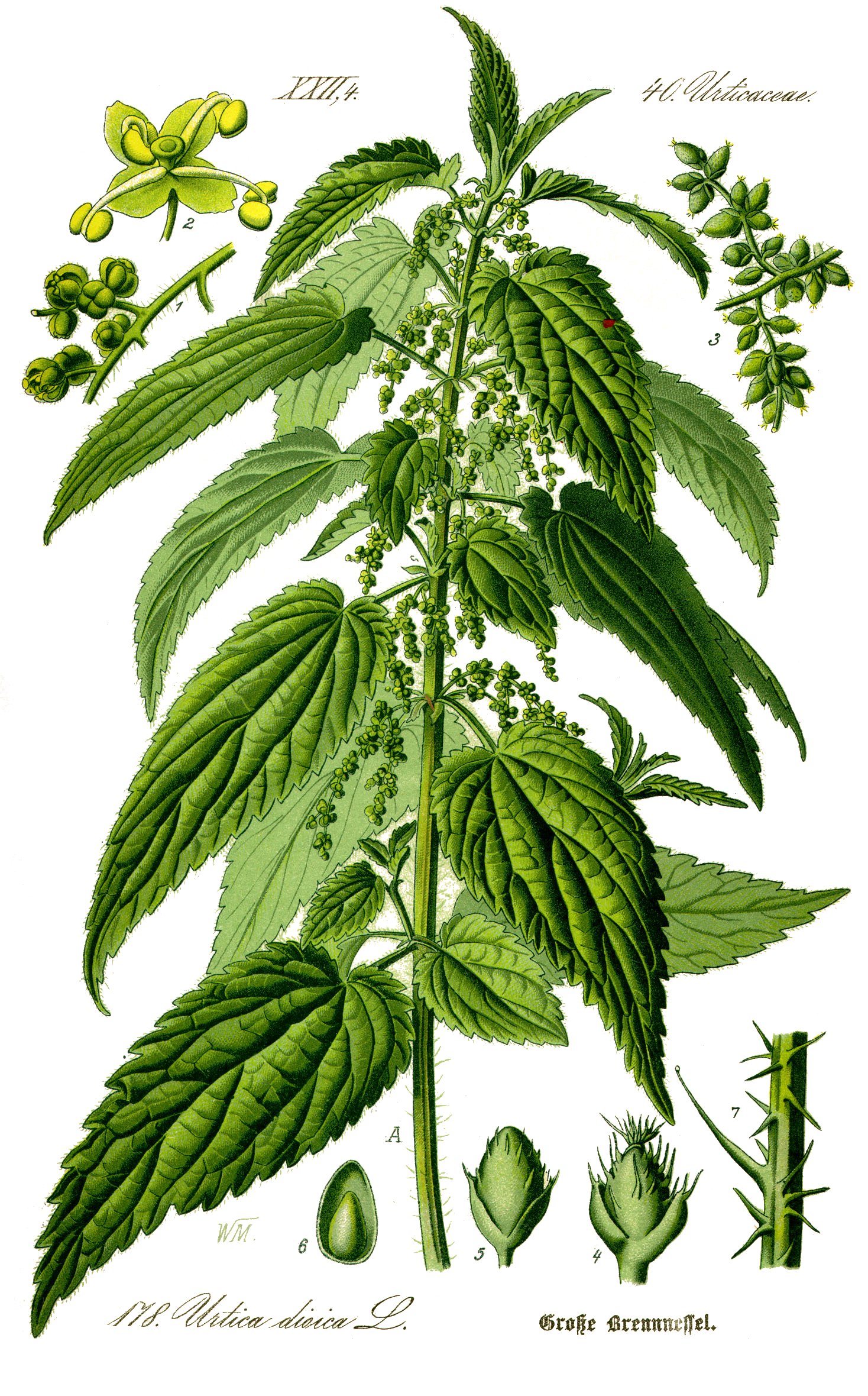 Stinging nettle color plate from a book published in Germany in 1885. Shows the plant and details of leaves, stem, seeds and stinging hairs. Upcoming post: a critter that eats this stuff.