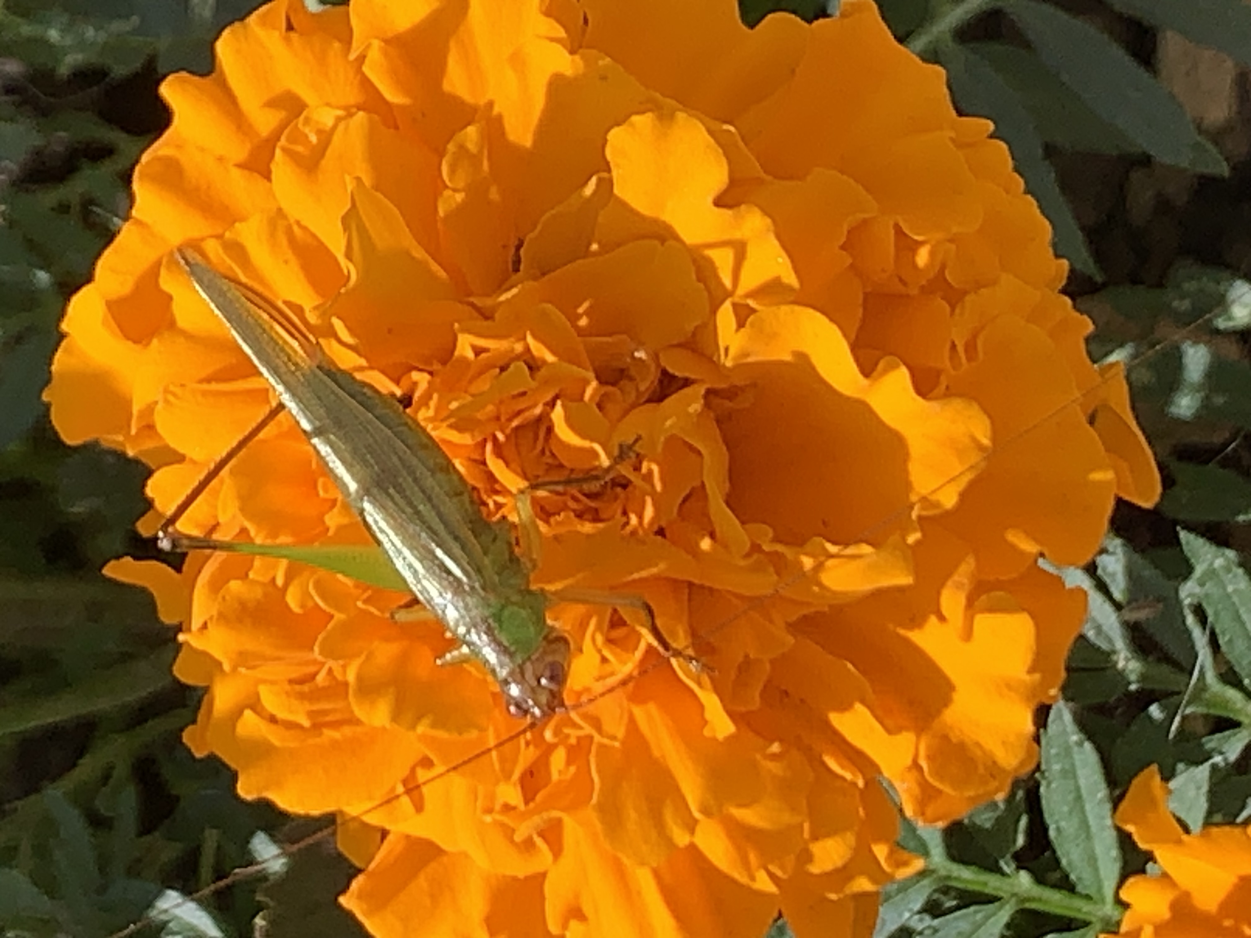 Sleek green grasshopper-like insect sits on a bright orange-yellow marigold bloom outside the front door of the house. Evidence of an earlier escape from a predator can be seen, as this katydid has lost one of its jumping legs. This is actually a “posed” photo, we‘re not sure the shy katydid would be caught dead in this flamboyant setting. The katydid had been in the house and was captured and removed to the flower where its picture was taken. It didn’t stick around to read the reviews.