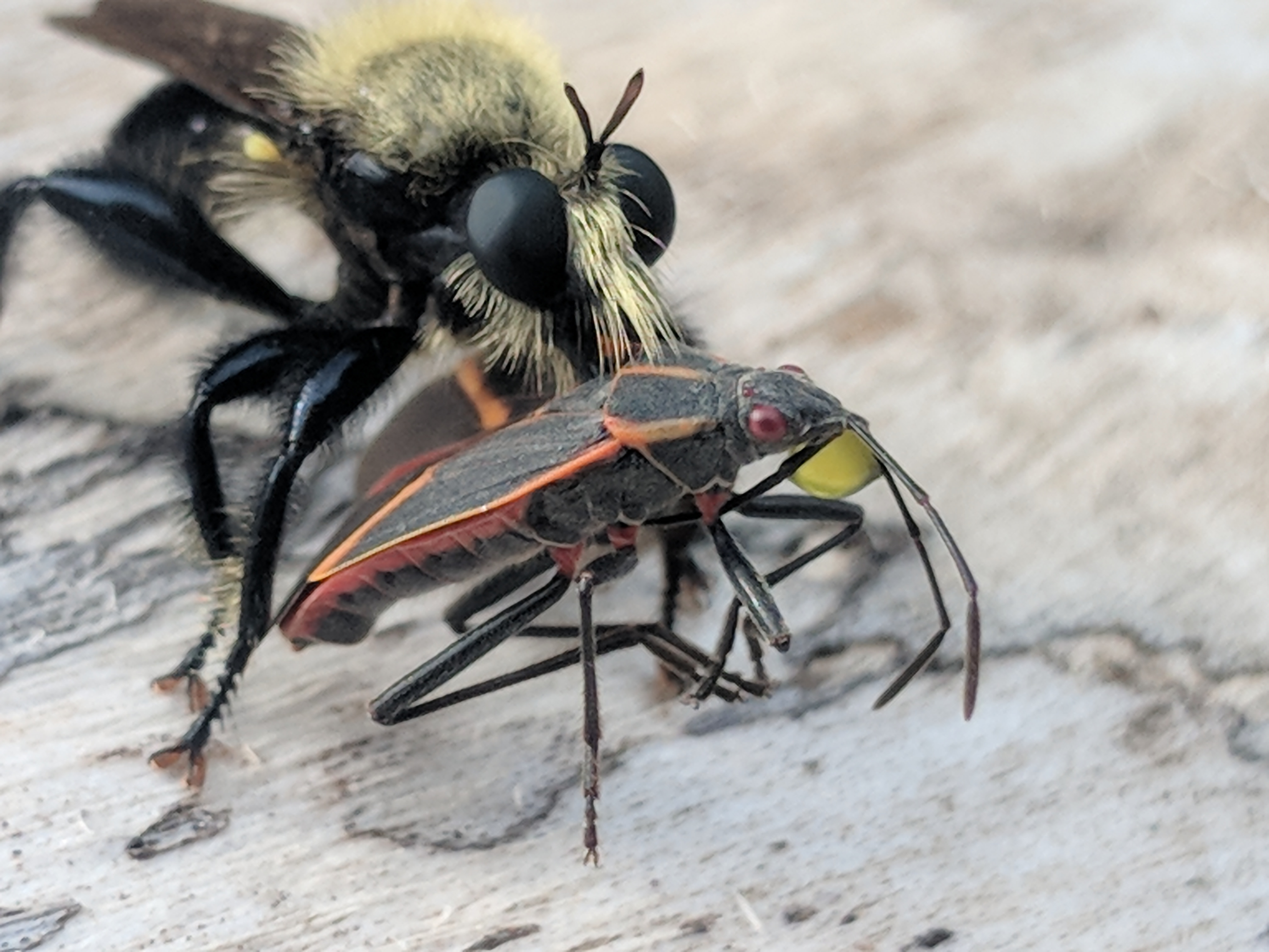 Boxelder bug reaches the end of the line, courtesy of a giant, hairy, black-eyed beast. The robber fly scores a tasty, fragrant dinner.
