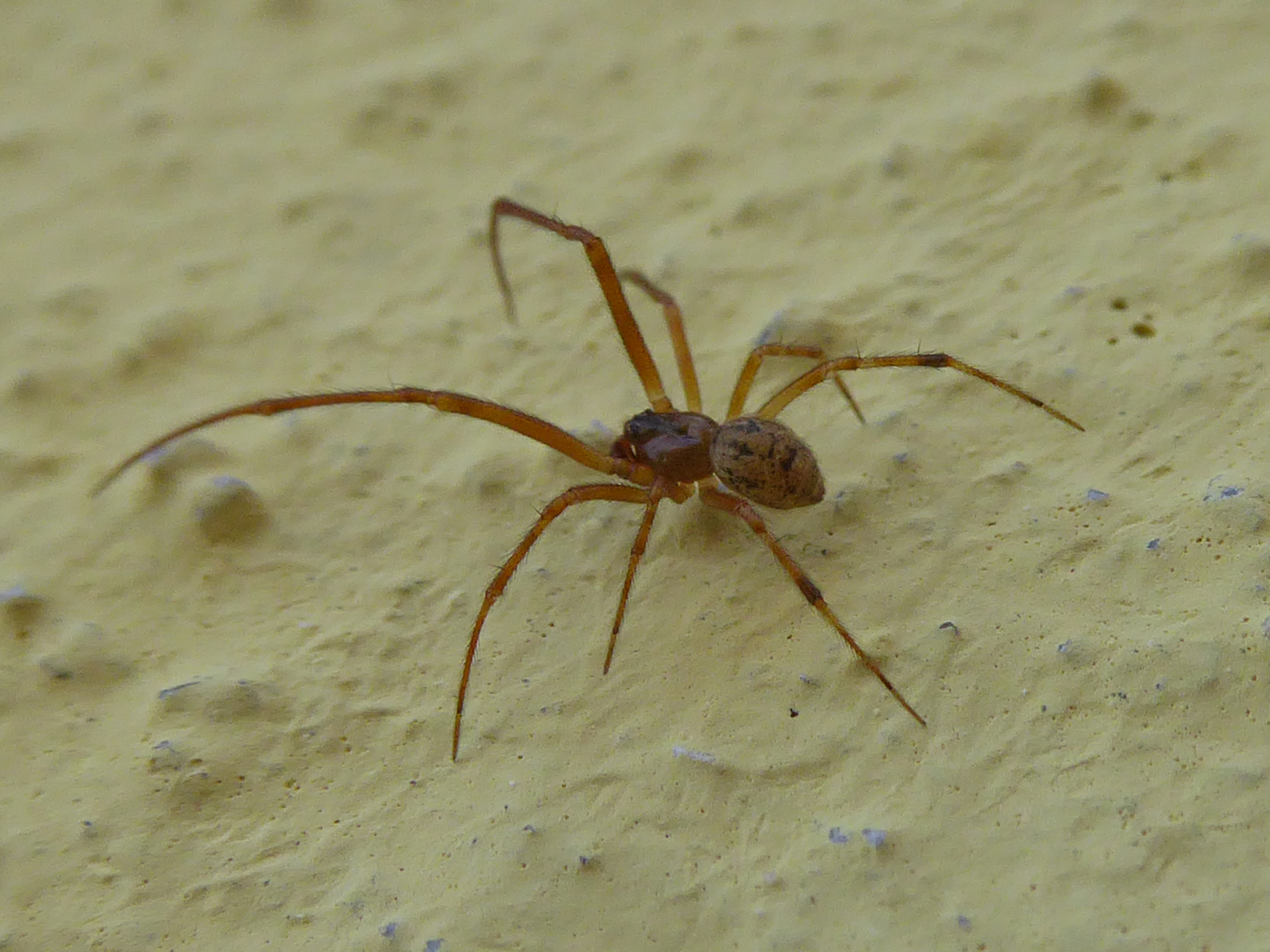 Tiny spider with long orange legs, indicating male. The rock-strewn desert surrounding him is the texturing of an interior house wall, which shows the size of this little guy. American house spider.