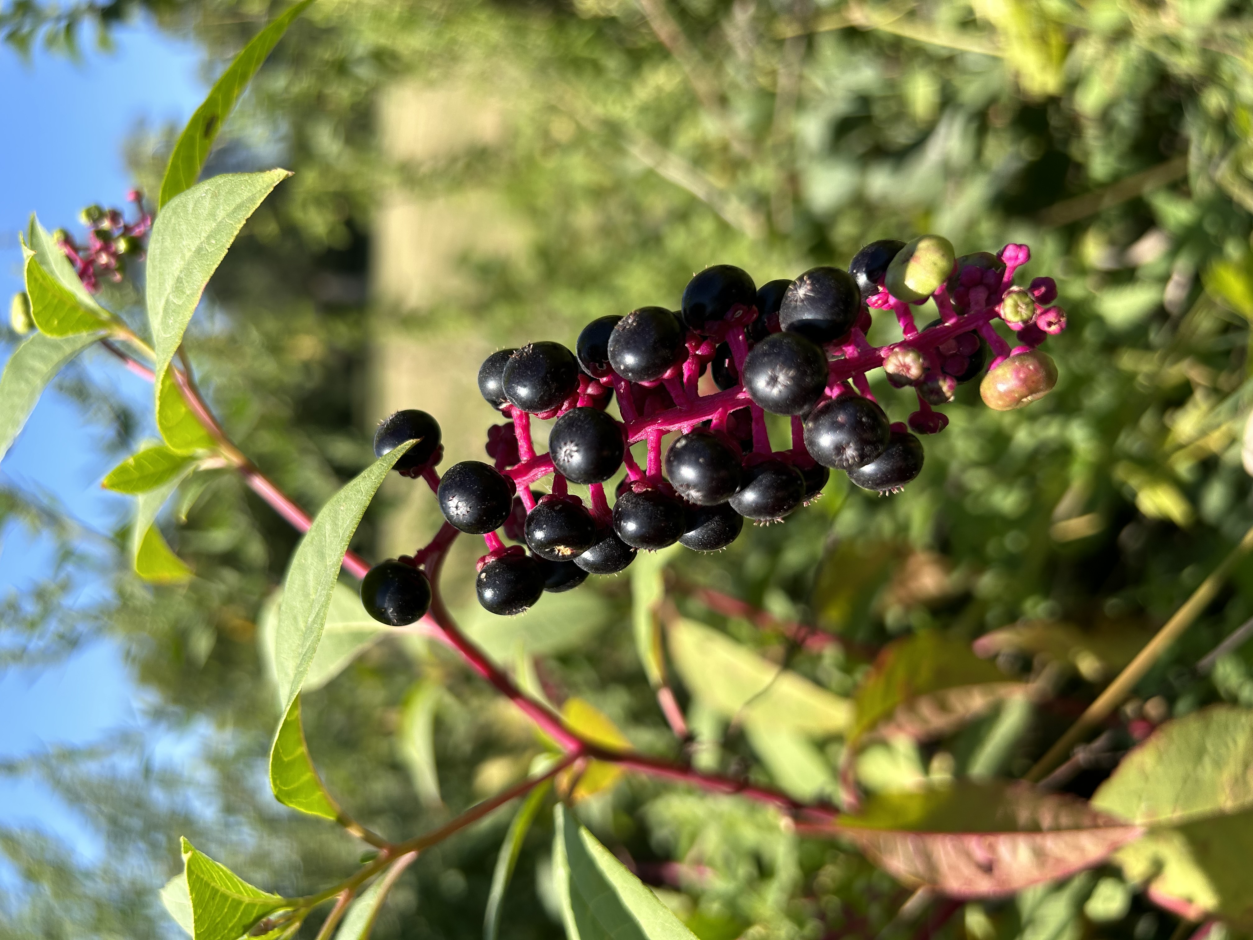 Dark purple berries of pokeweed hang in an inviting drupe from a plant in the ditch next to Owl Acres.