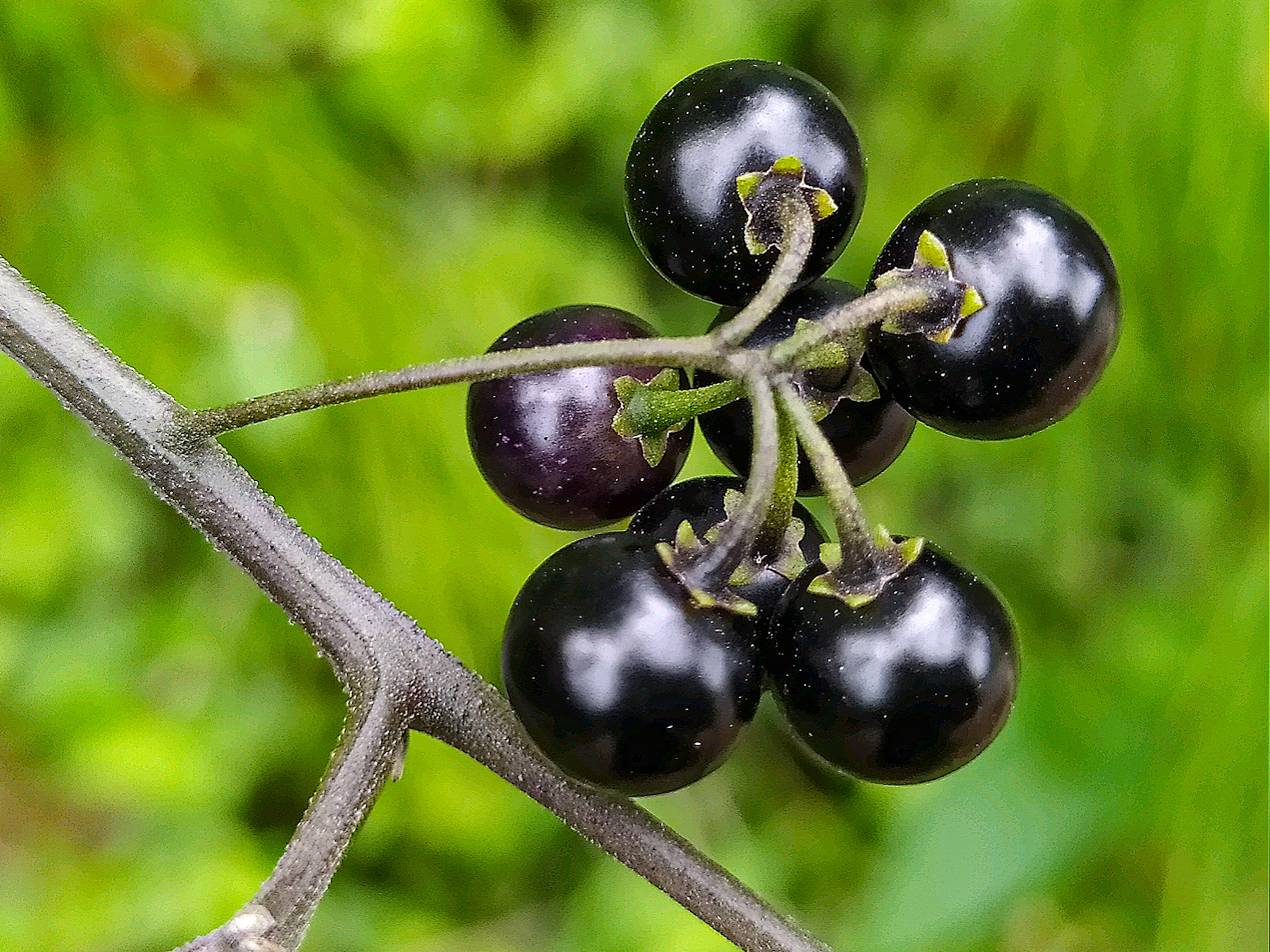 Close-up cluster of 7 shiny black berries hanging from a single stem. American Black Nightshade.