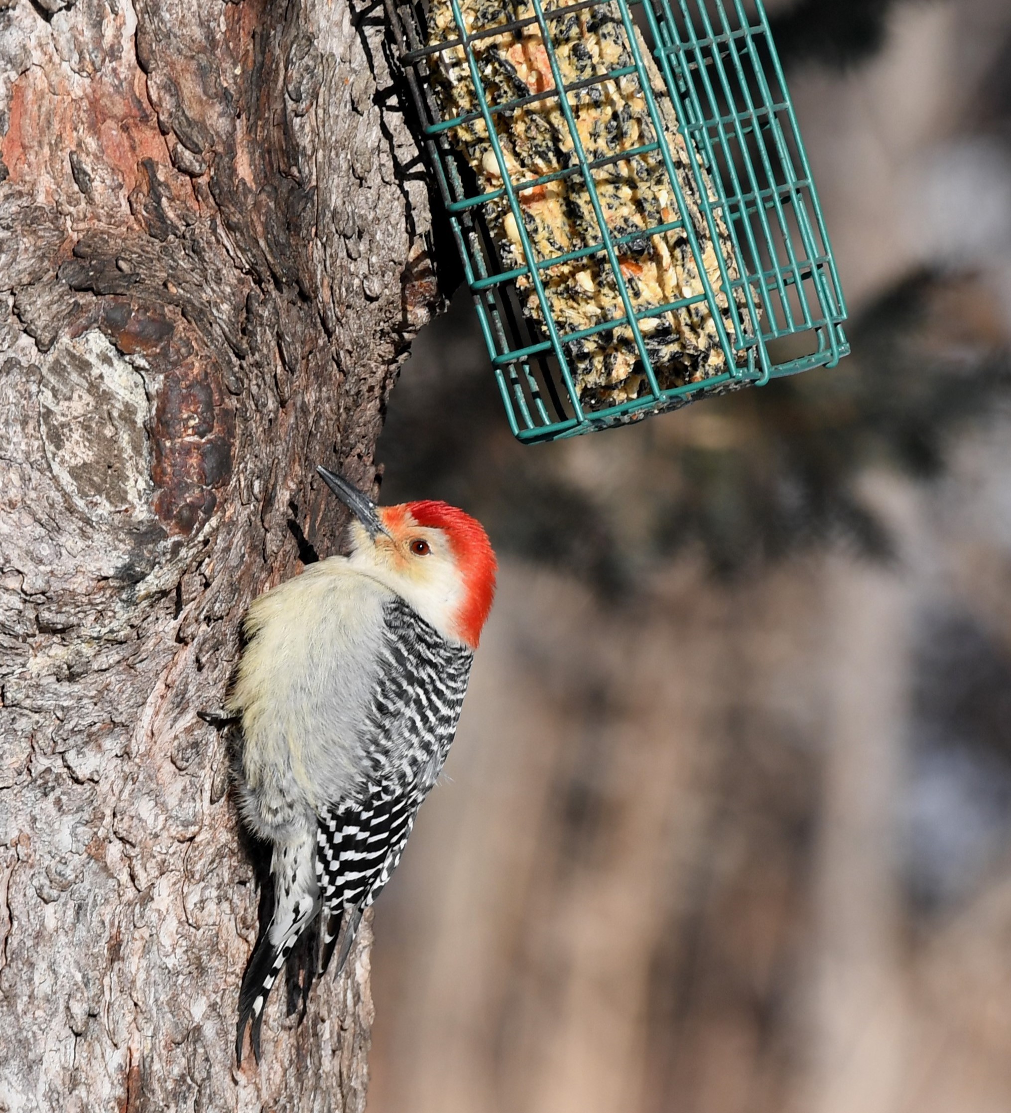 Bird with red crown (indicating male), tight white and black stripes in back and fluffy light grey breast, clings to a tree trunk, inspecting the suet feeder overhead. Red Bellied Woodpecker.