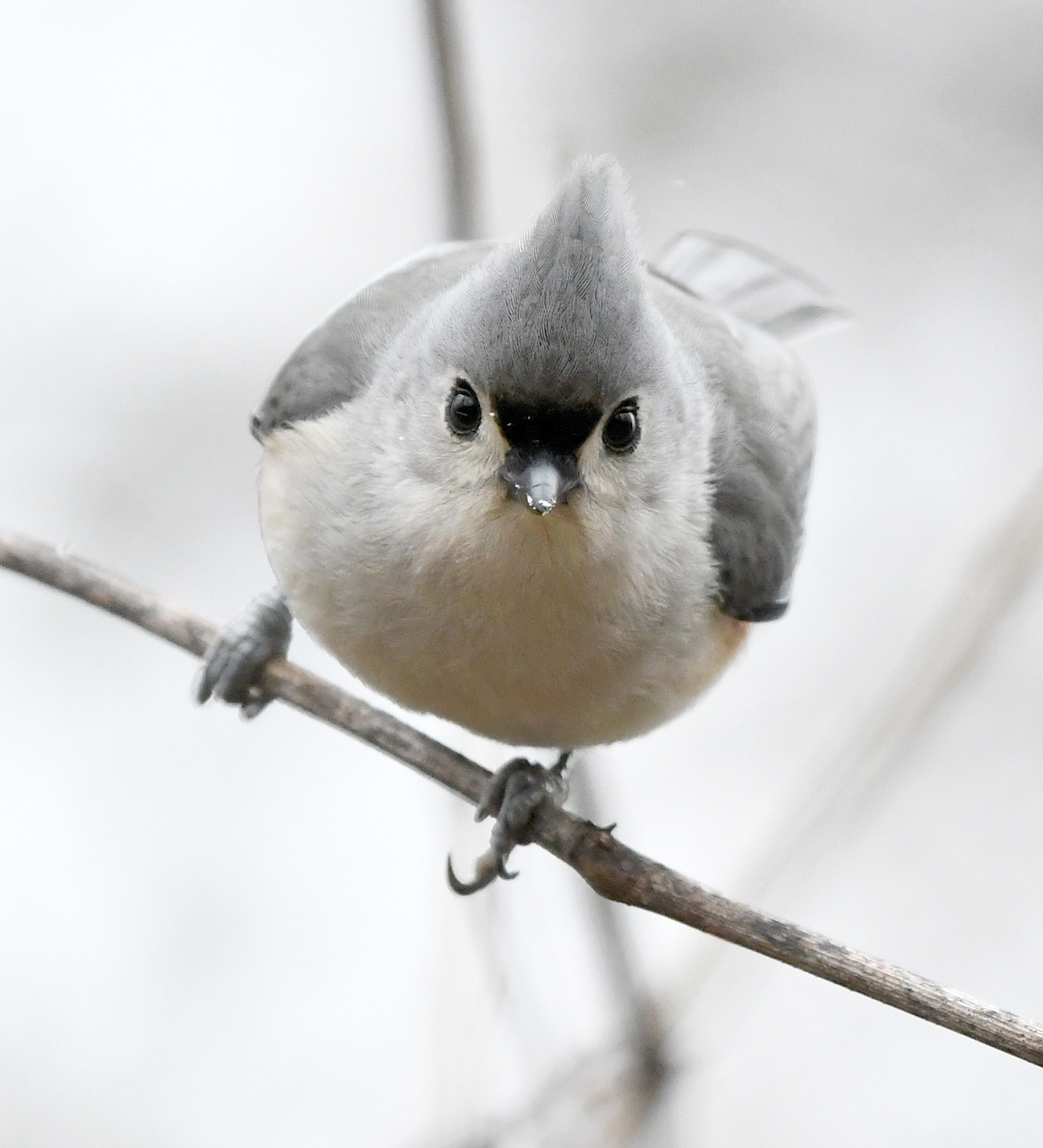 A small, grey song bird with a feathery crest sits on a twig, staring down a pretender. Tufted titmouse.
