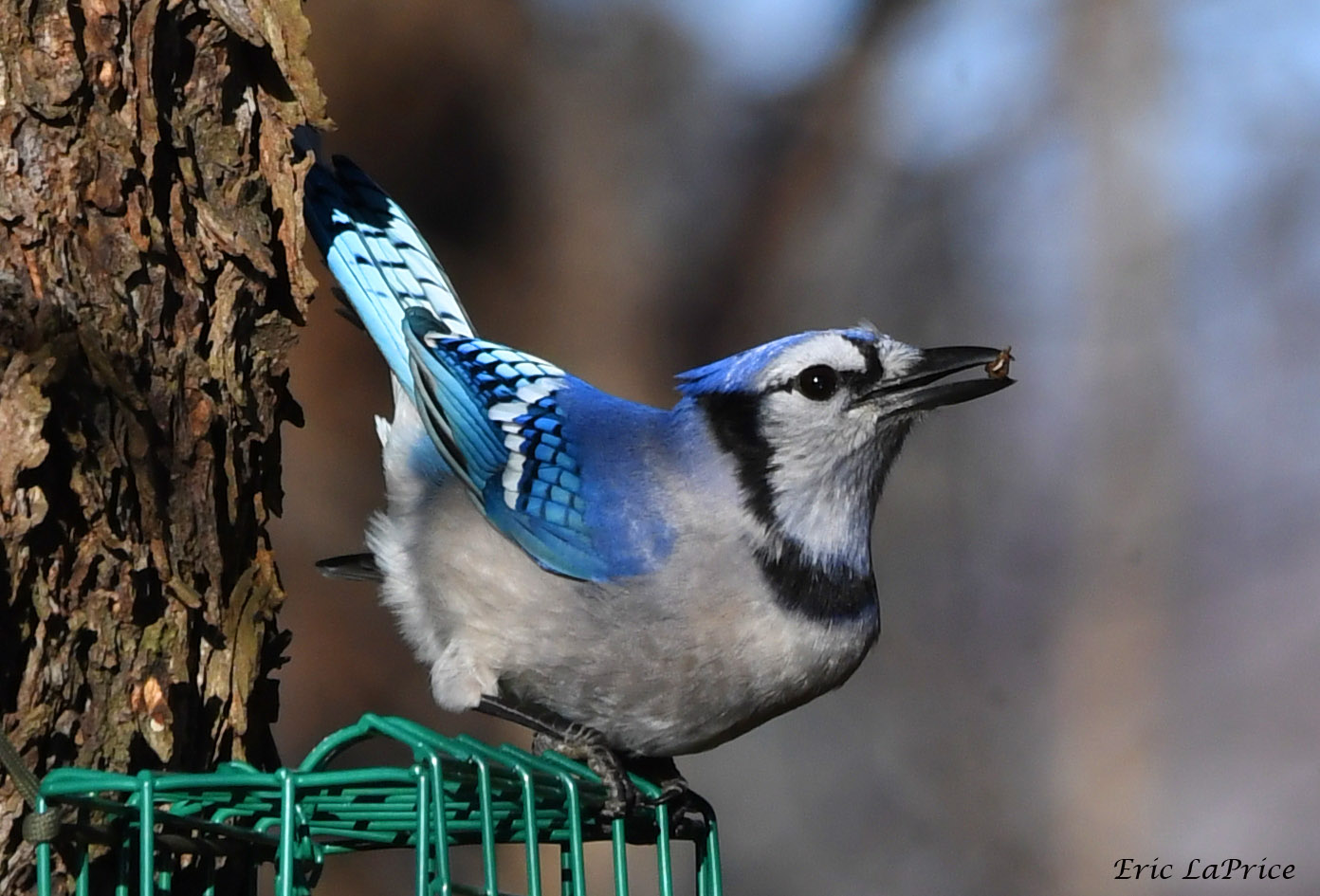 Bird with bright blue wings and a feather crest perches atop a feeder attached to a tree trunk. Black-edged, light grey face with round black eye. The blue jay grips a seed in its black beak.