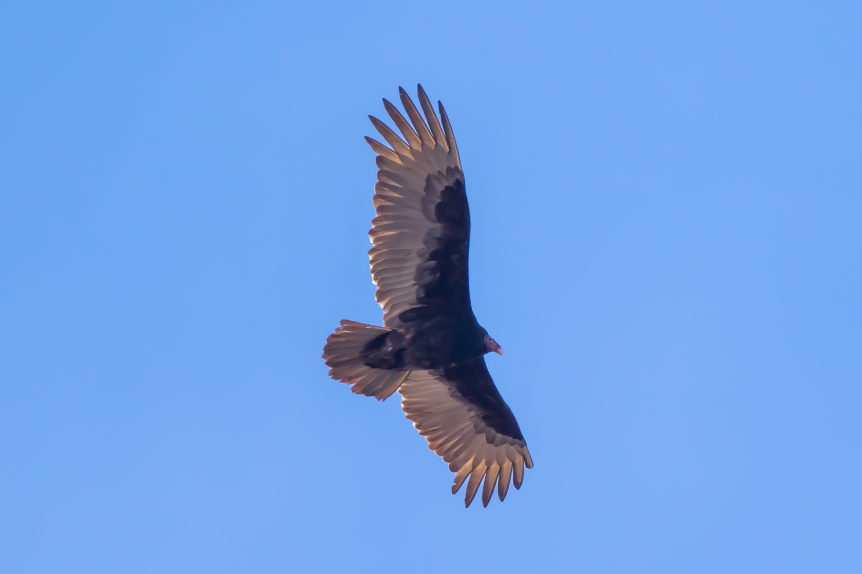 Hard to choose between gruesome roadside dining or sublime, soaring magnificence. But, here’s the magnificence. Large bird with small red head, black body and arms, and broad-spread wings with white trailing edges, soars in a blue sky. Sunlight edges its wings in gold. Turkey Vulture.
