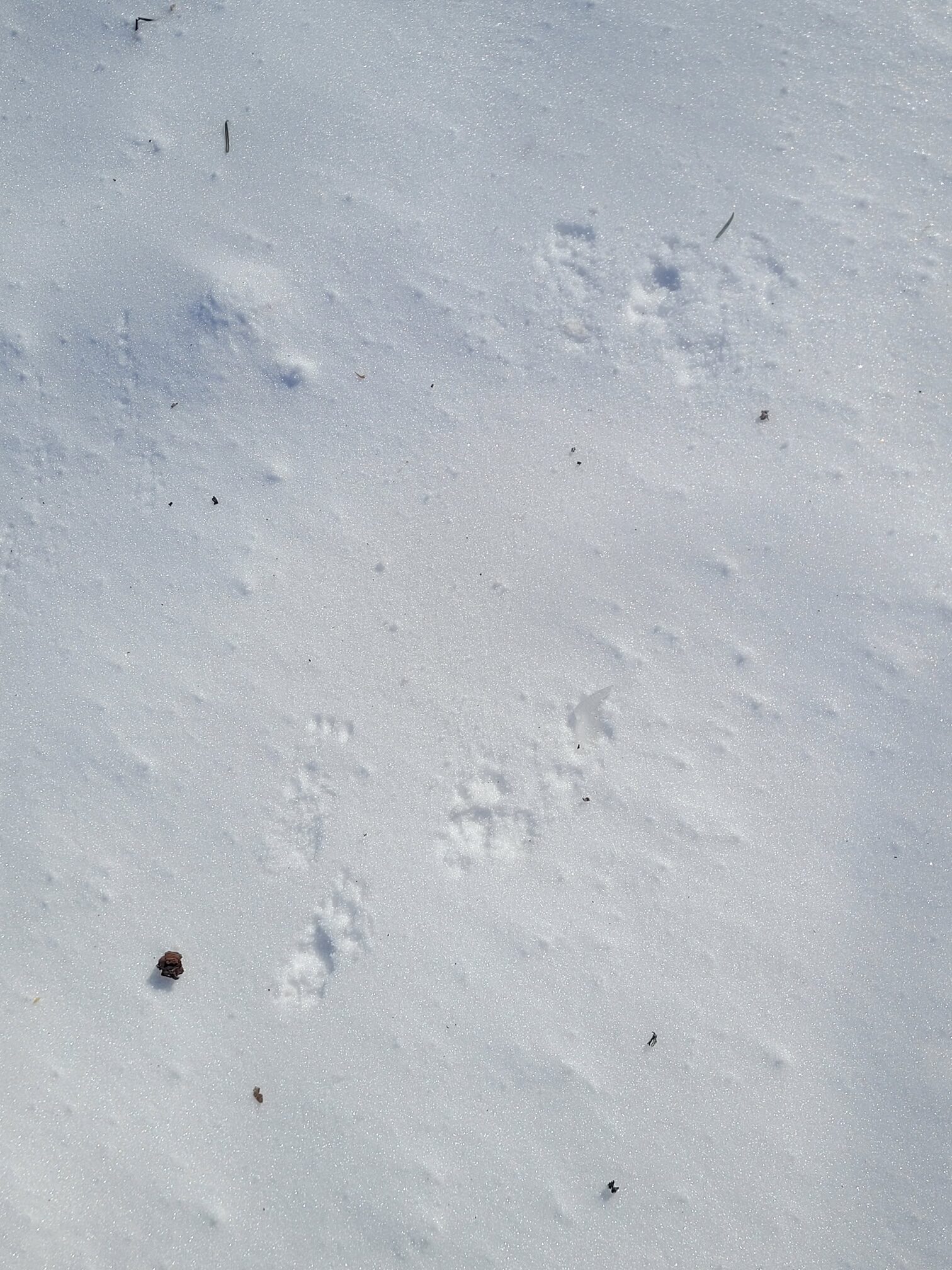 Small mammal tracks in stark white snow. Best guess is Least Weasel