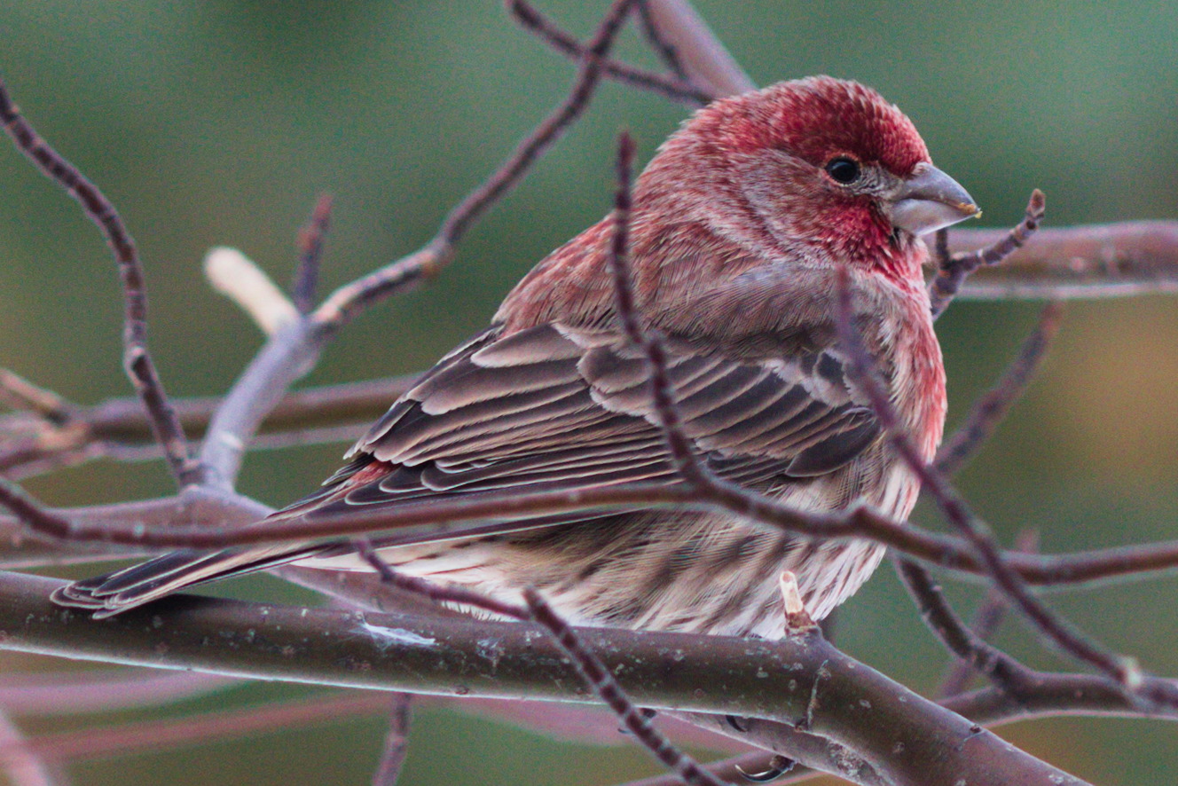 Common House Finch perches amid small branches in a tree. Brown body, and a brown-red head and neck, and a short, cone shaped beak.
