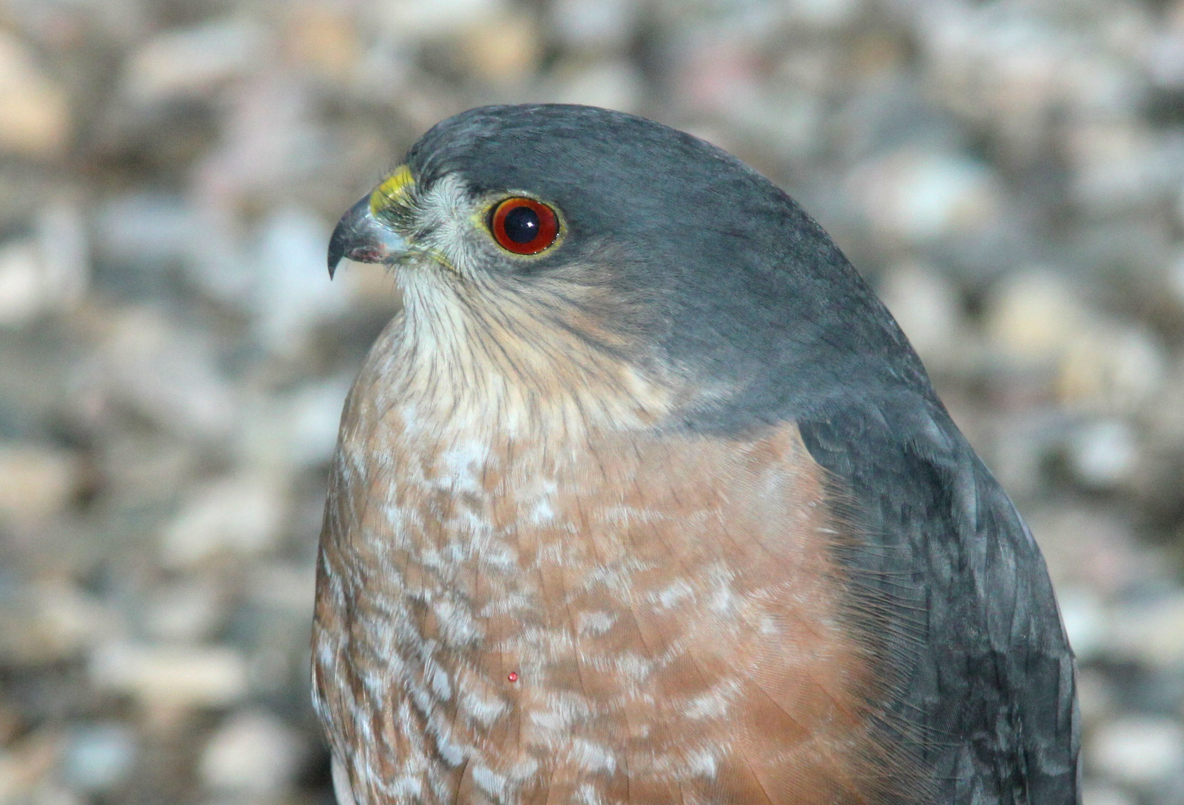 Head shot of a small raptor.  Sharp-shinned hawk is blue-grey on top and white-tan underneath. Round head, red eye faintly ringed in yellow.  Short, hooked beak.