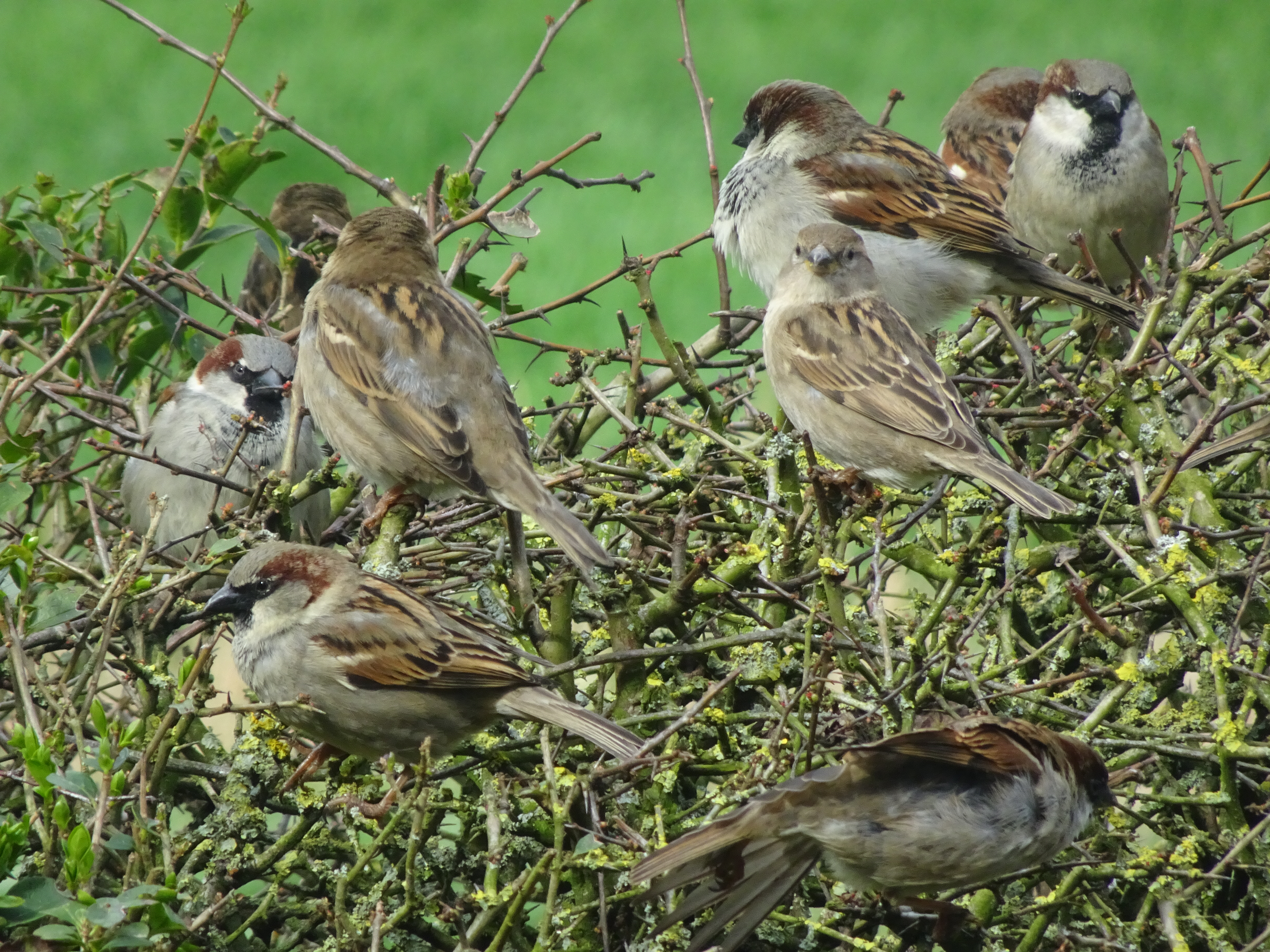 A flock of fat birds of both sexes sits amid the dense foliage of a prickly hedge. House Sparrow.