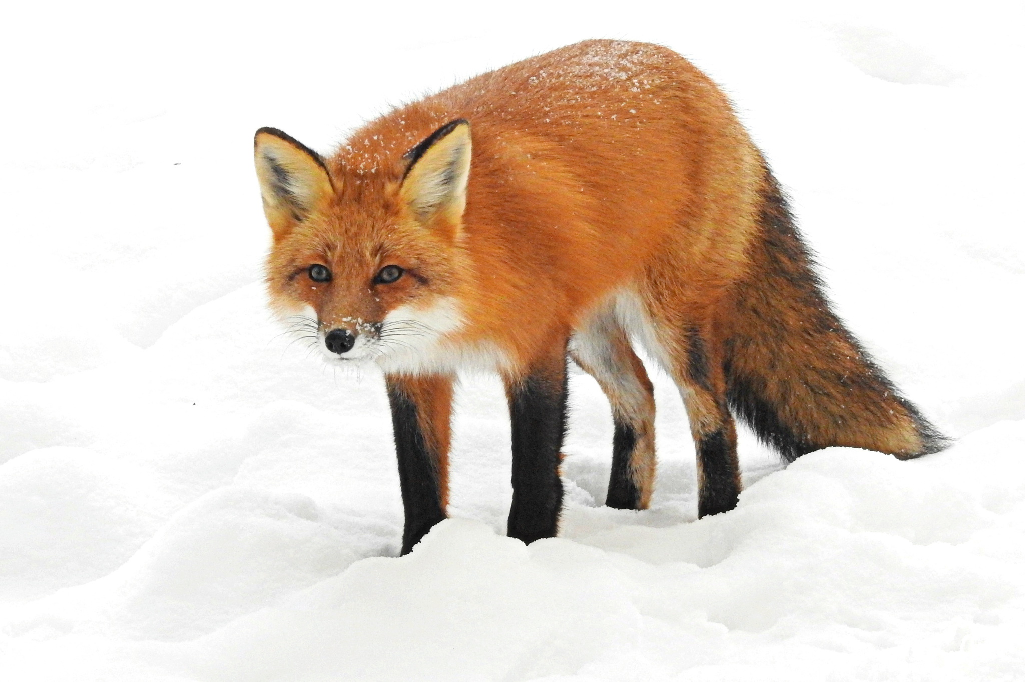 A red fox stands in a stark white snowscape looking at the camera.  Large, erect, black-edged ears, pointy snout, bushy tail and amber eyes with vertical pupils.