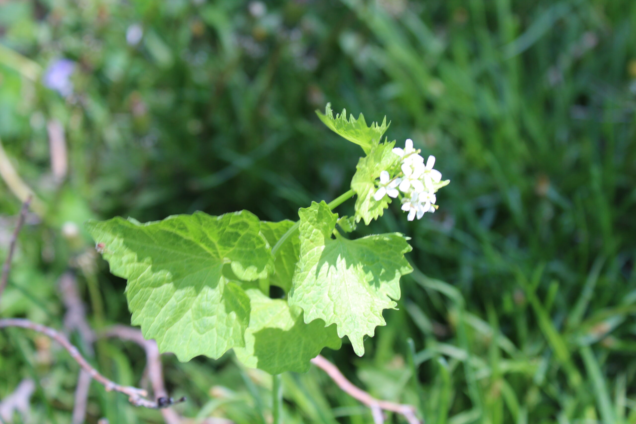 Tender leaves and delicate, white flowers of Garlic Mustard belie this aggressive invader's ambition of world domination.