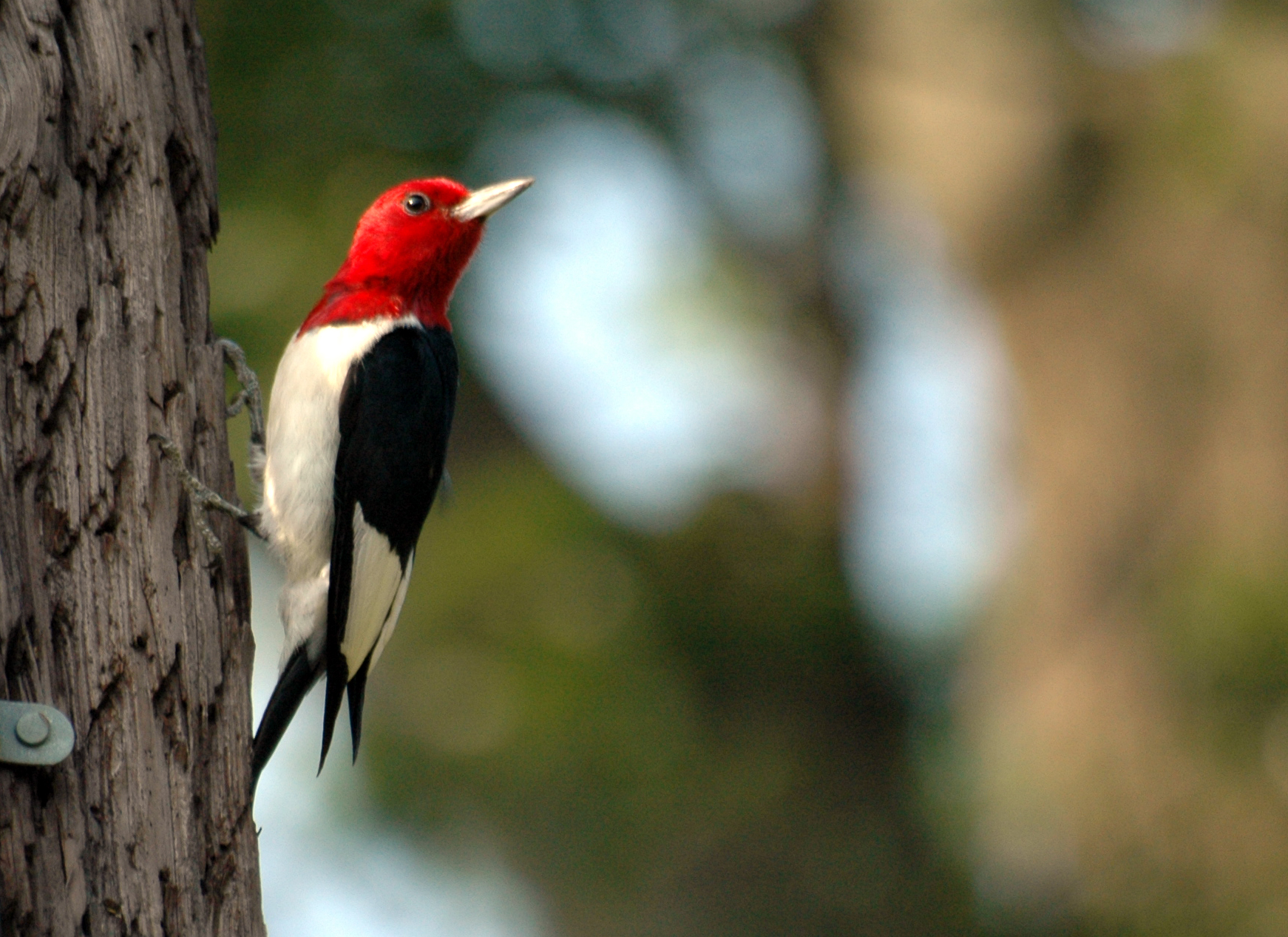 White and black bird with a crimson head, round, black eye and slender beak, looks over its shoulder as it clings to a tree trunk.  Red Headed Woodpecker