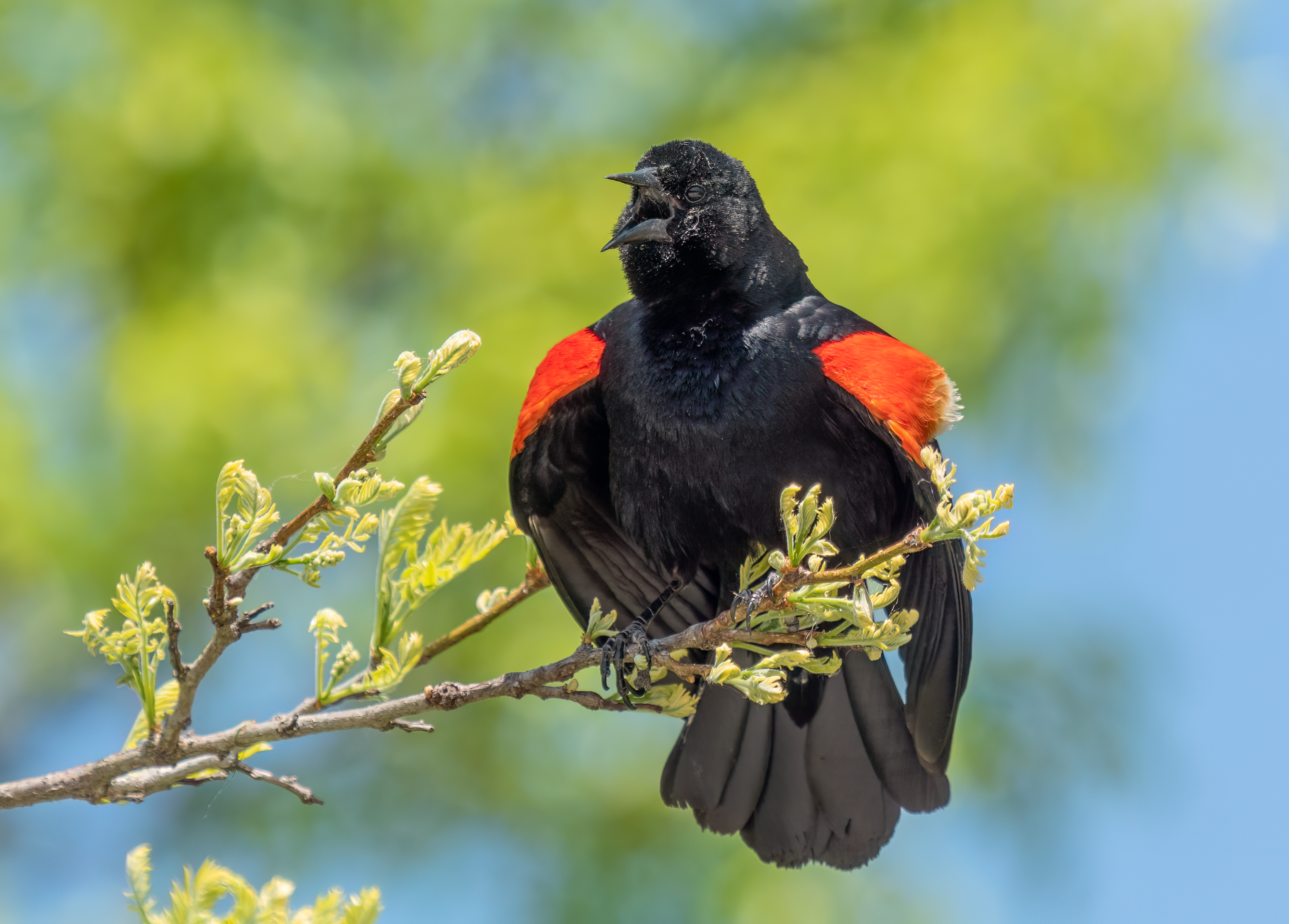 A Red-Wing Blackbird sits on a twig and yells at the neighbors. Black songbird with crimson epaulets at the shoulders.