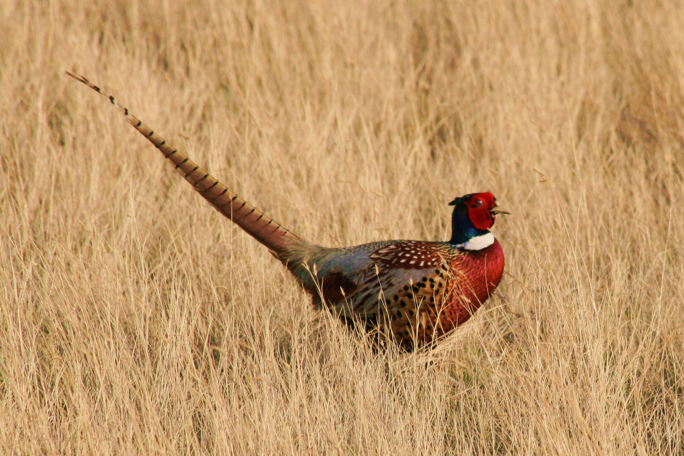 A showy, chicken-size bird struts in a tallgrass prairie. Ring-neck pheasant has a ring of white feathers encircling his neck. His long, tapering tail feathers are half again the length of his stout body.
