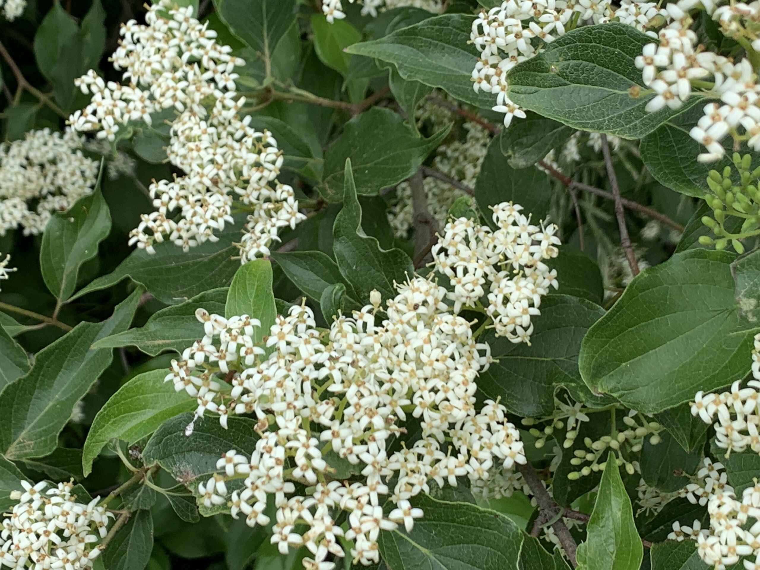 Dense clusters of tiny white flowers with yellow centers amid verdant, springtime foliage of Roughleaf Dogwood.