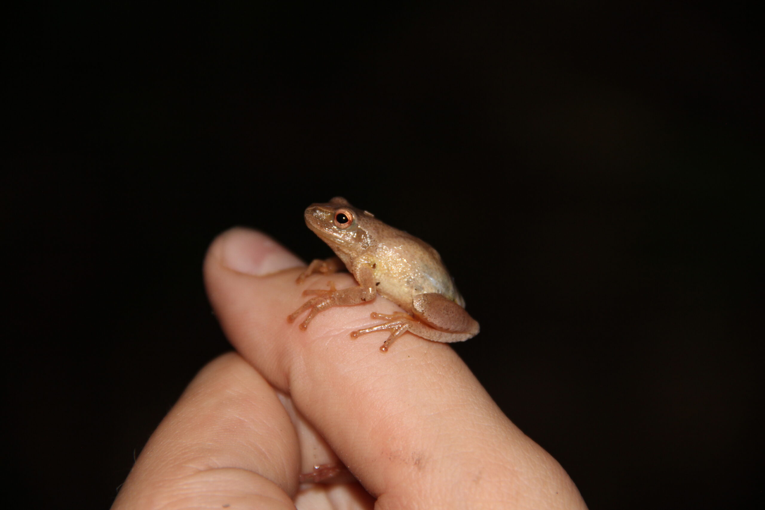 A tiny frog about an inch long, sits on a person’s finger against a black background. Spring peeper.
