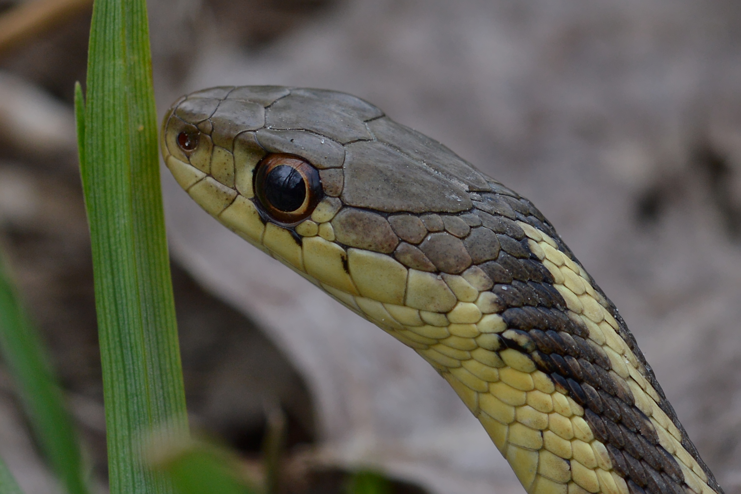 Gorgeous head shot of a small snake that usually gets little notice. Eastern Garter Snake has alternating yellow and dark green to black stripes that run the length of its body. Its head is small and oval shaped, with large round eyes