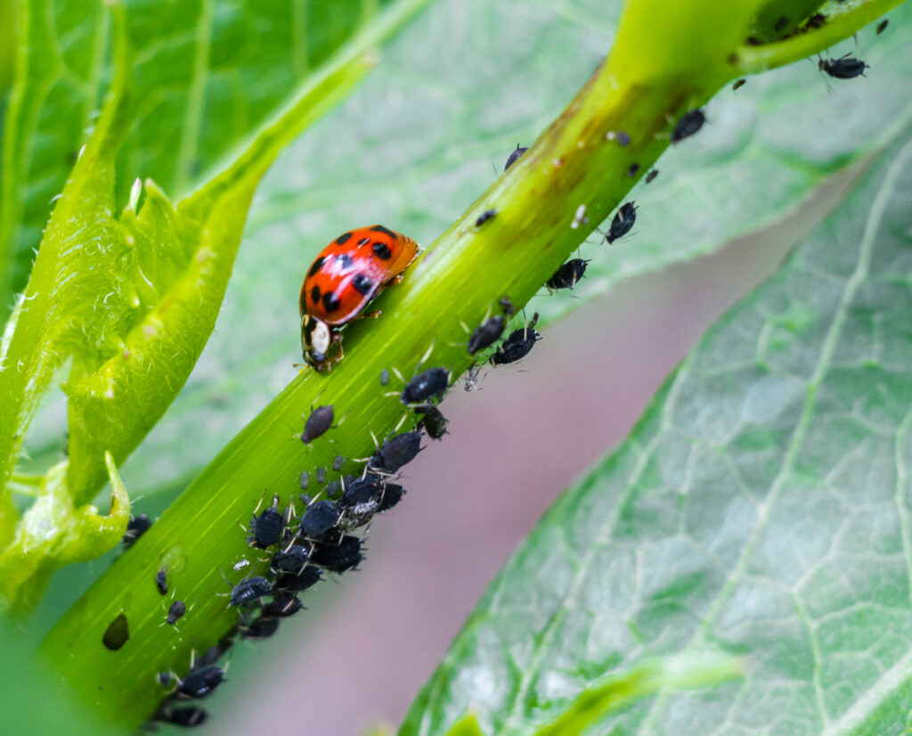 Mice of the Insect World: Aphids - Heartland Safari
