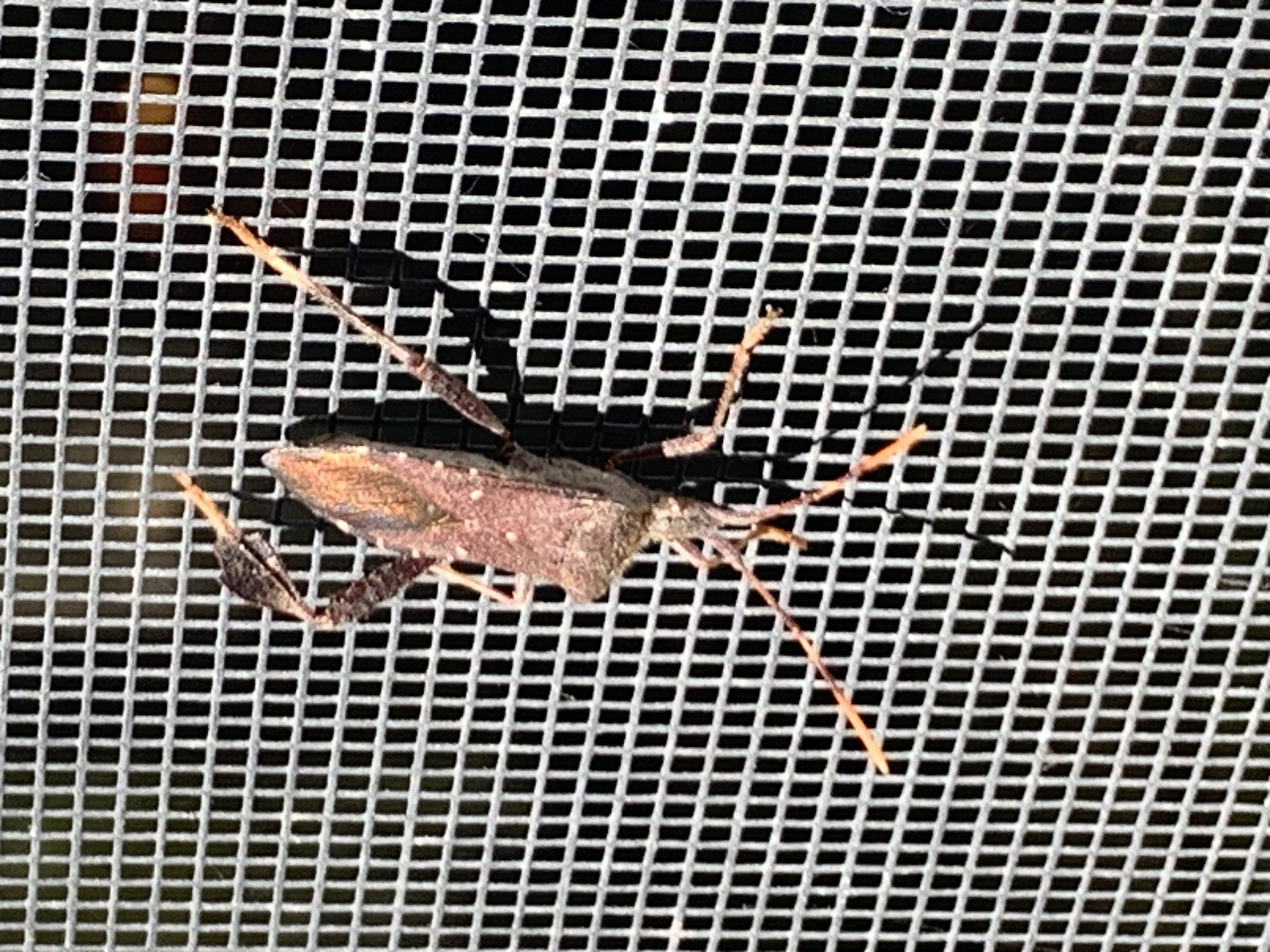 An insect with angular body, tiny head and two antennae sits head-down on a window screen in the autumn sunshine. Leaf footed bug has flattened, leaf-shaped expansions on its hind legs, which give the animal its name.