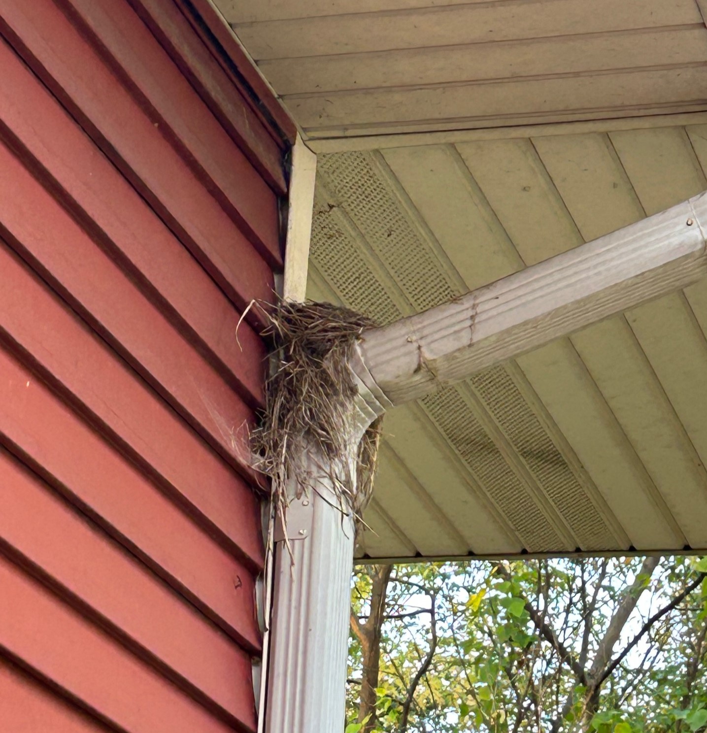 A robin has built its nest braced between the downspout and red siding on the house next to the bedroom window