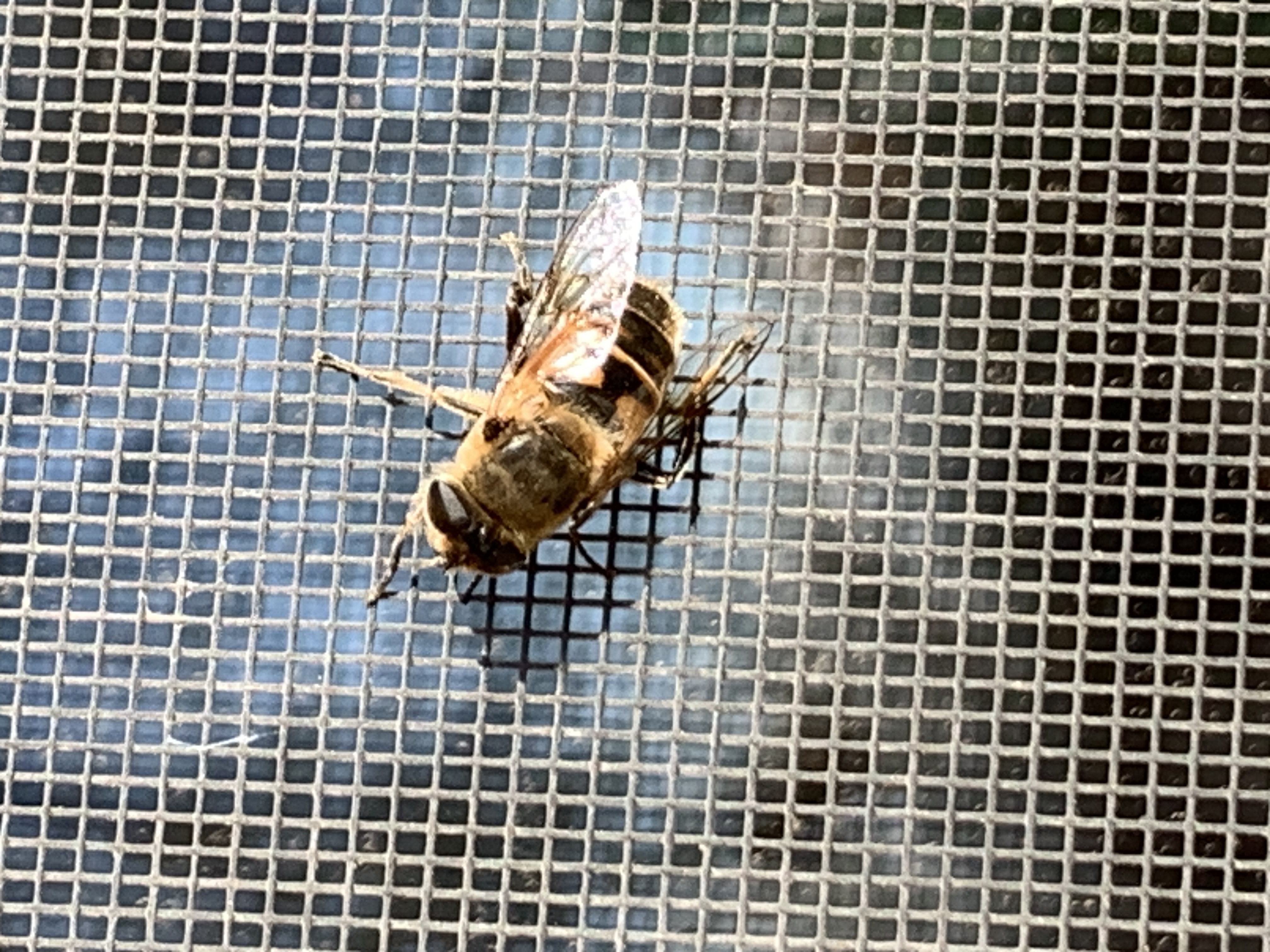 Another insect on the screen on the south side of the house on a cool fall day. It looks like a honeybee (a drone honeybee at that), but is a Common Drone Fly. It has a rotund body with circling tan bands, hair all over, large compound eyes covering most its head. It’s a fly, with only one pair of membranous flight wings, unlike the bee’s two pairs.