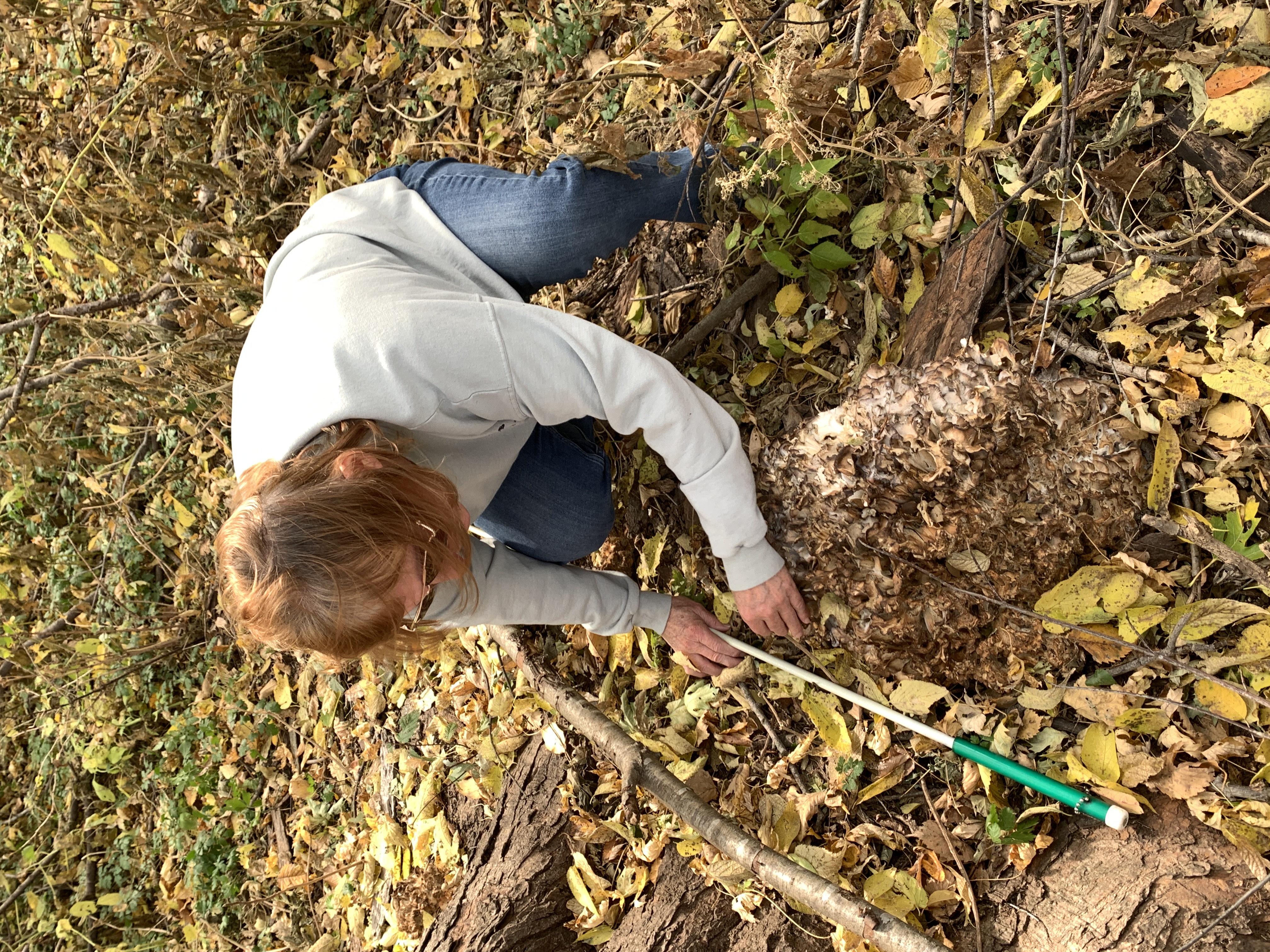 Karen inspects a large, 18-inch-wide mass of mushroom fruiting bodies at the base of a silver maple tree on Owl Acres. Hen of the Woods is past its vegetative stage for the season (meaning, no mushrooms for us this year).